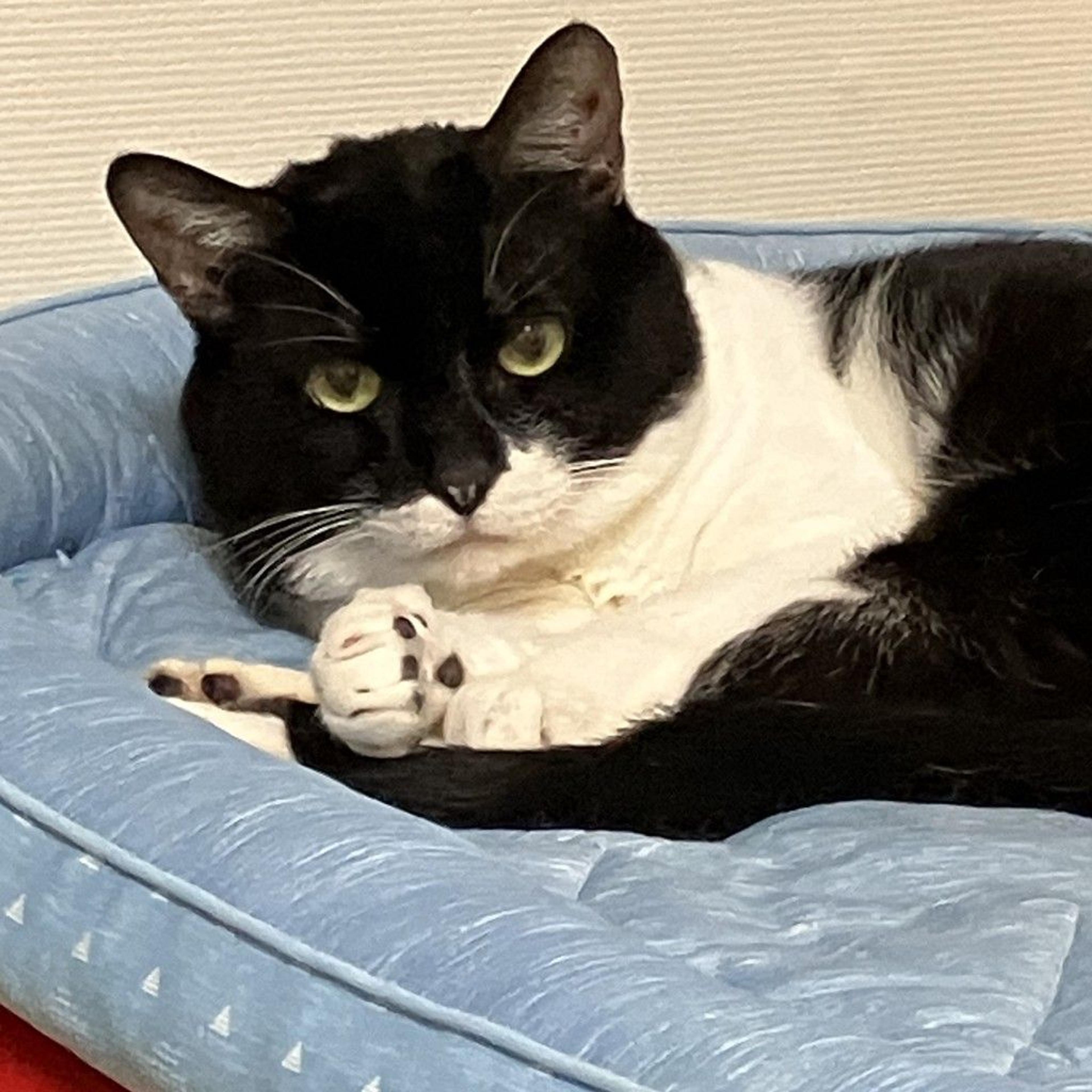 pet-image-4