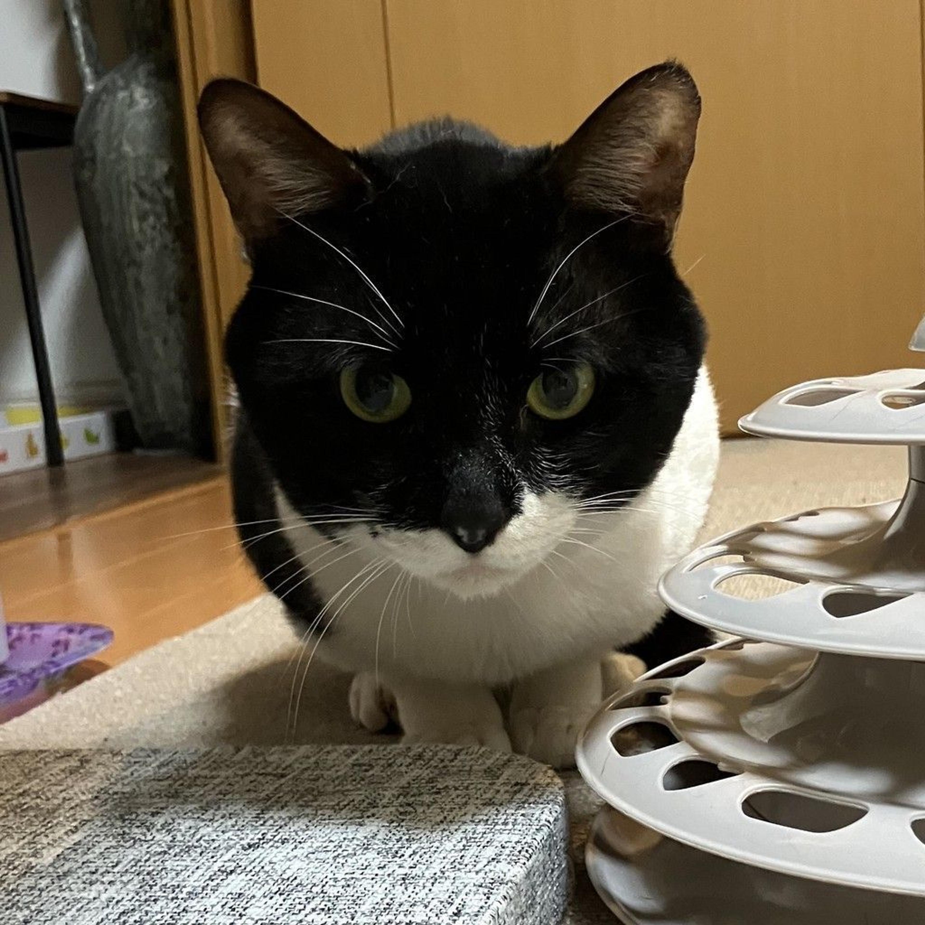 pet-image-5