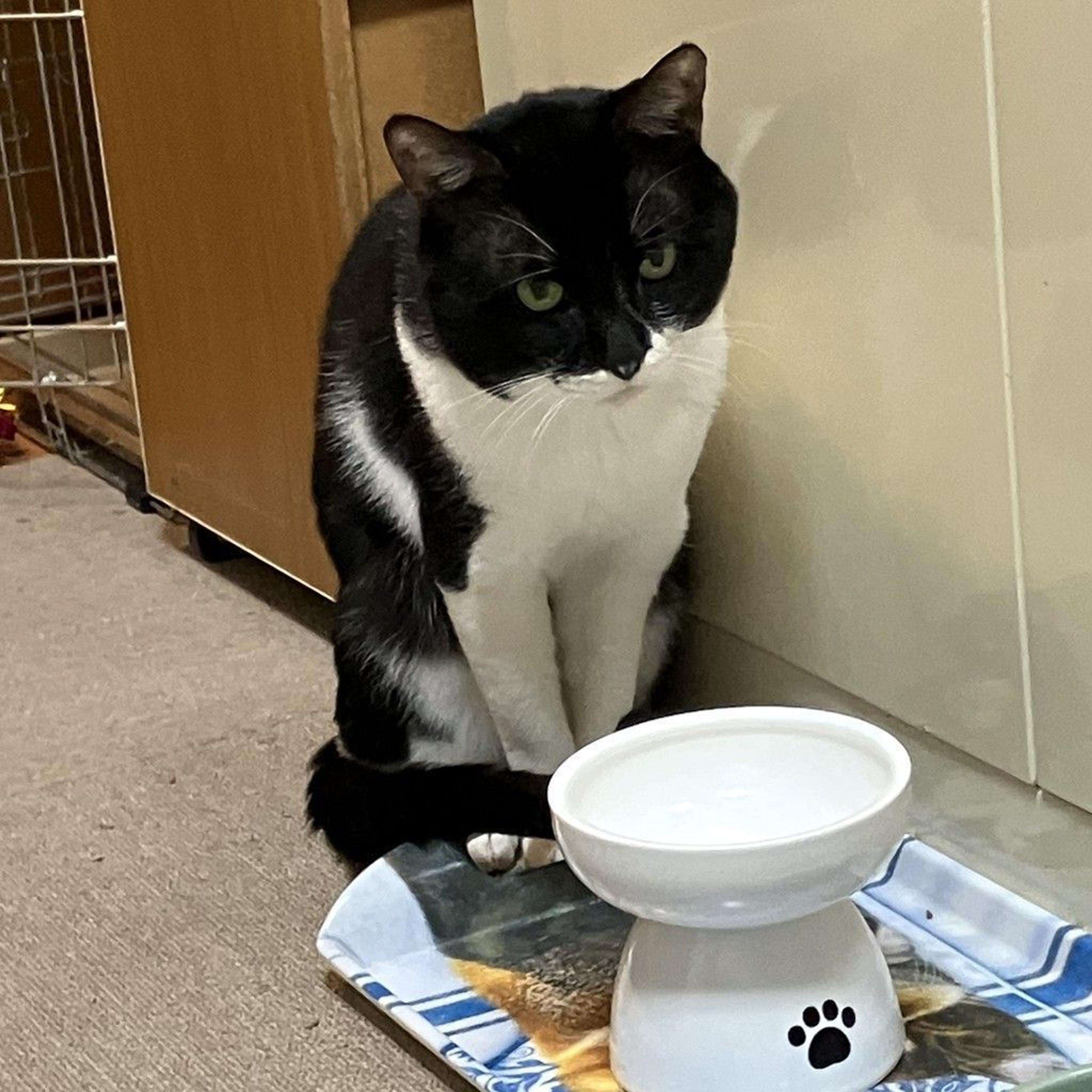 pet-image-6