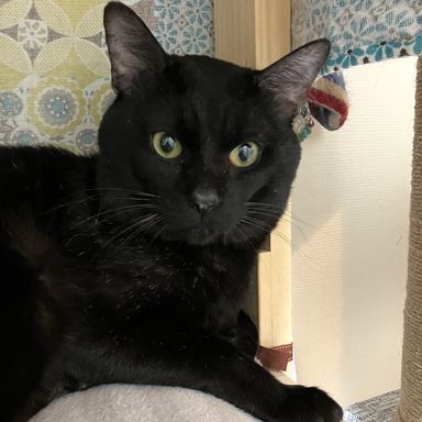 雑種（ミックス猫）・オスの里親募集の写真