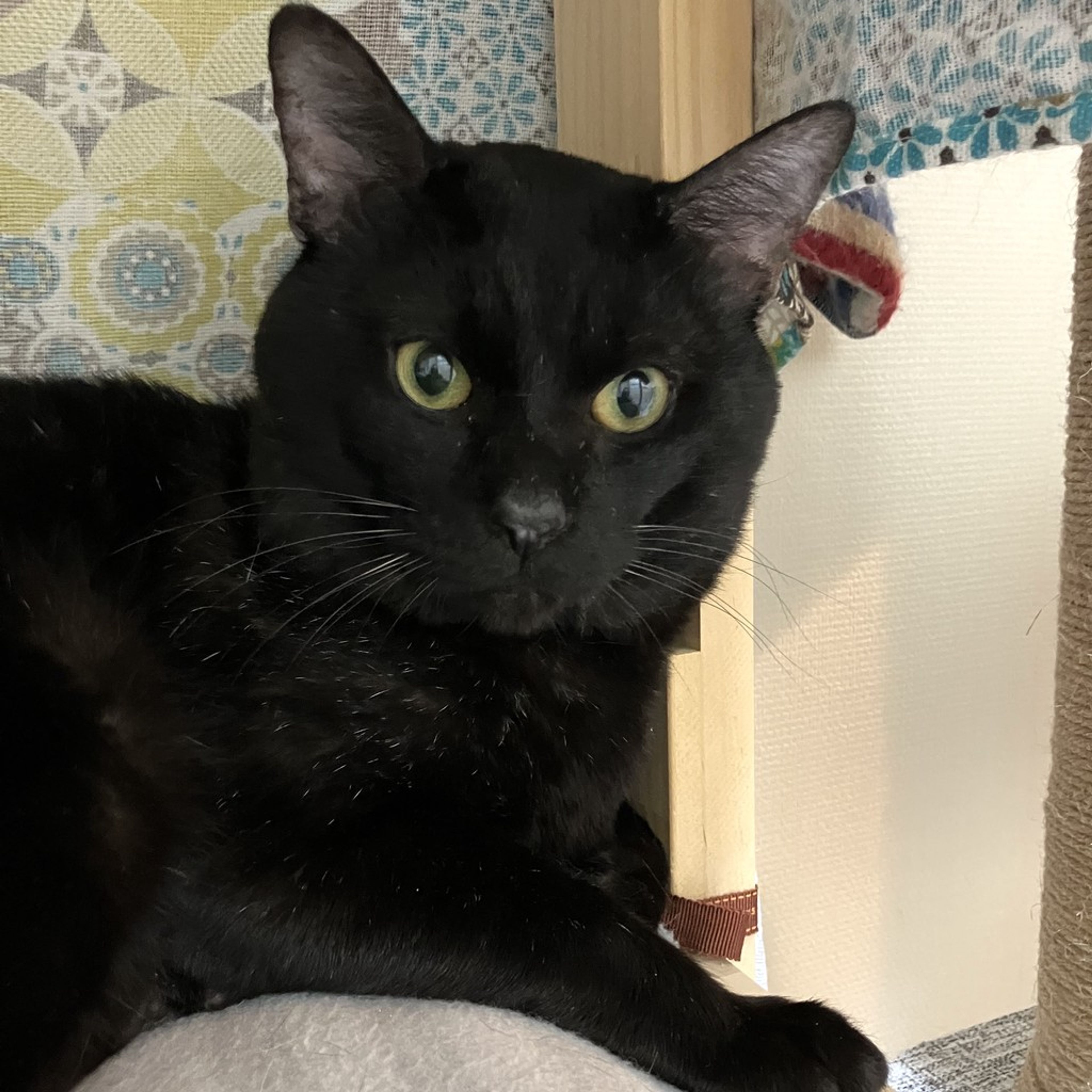 雑種（ミックス猫）・オスの里親募集の写真