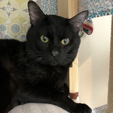 雑種（ミックス猫）・オスの里親募集の写真