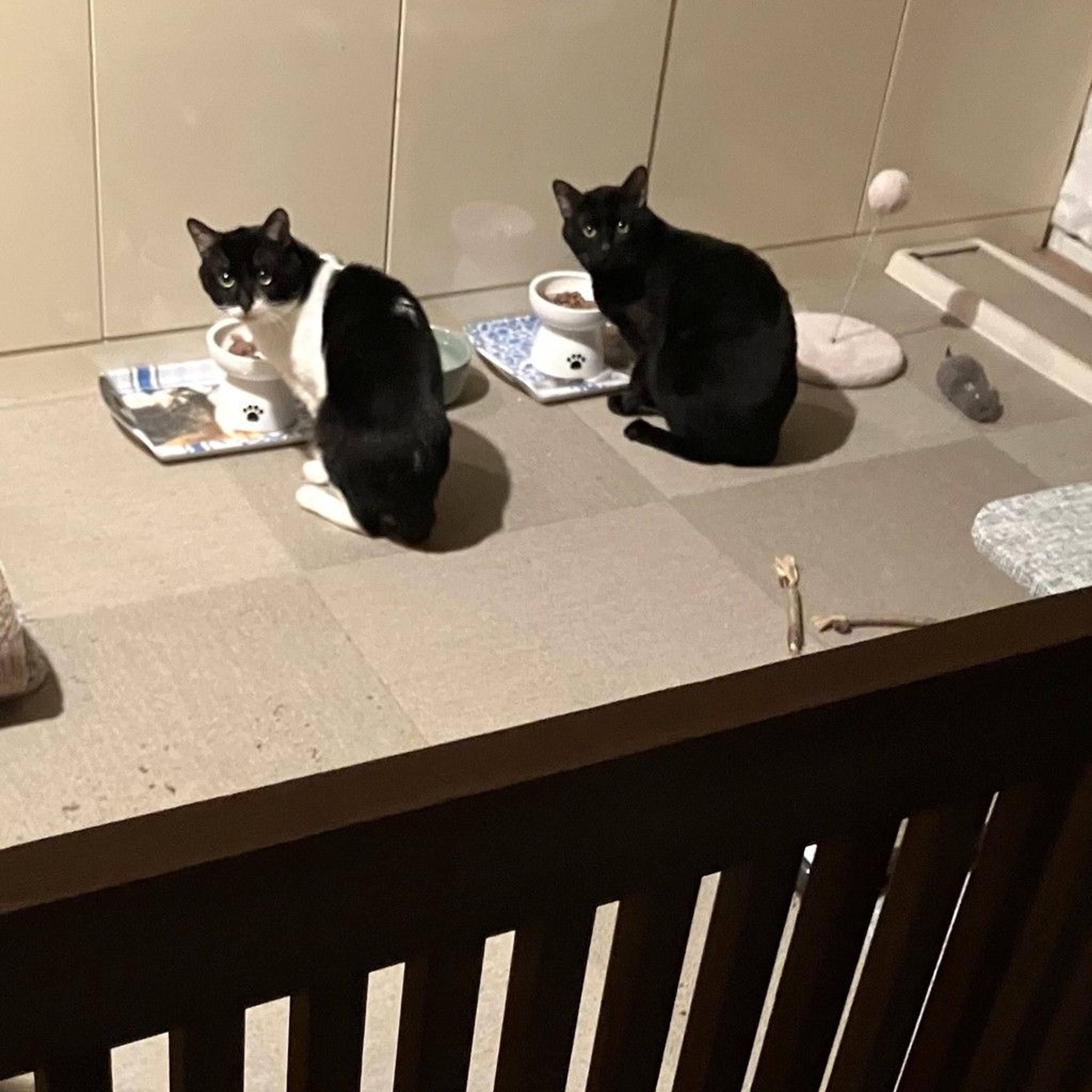 pet-image-4