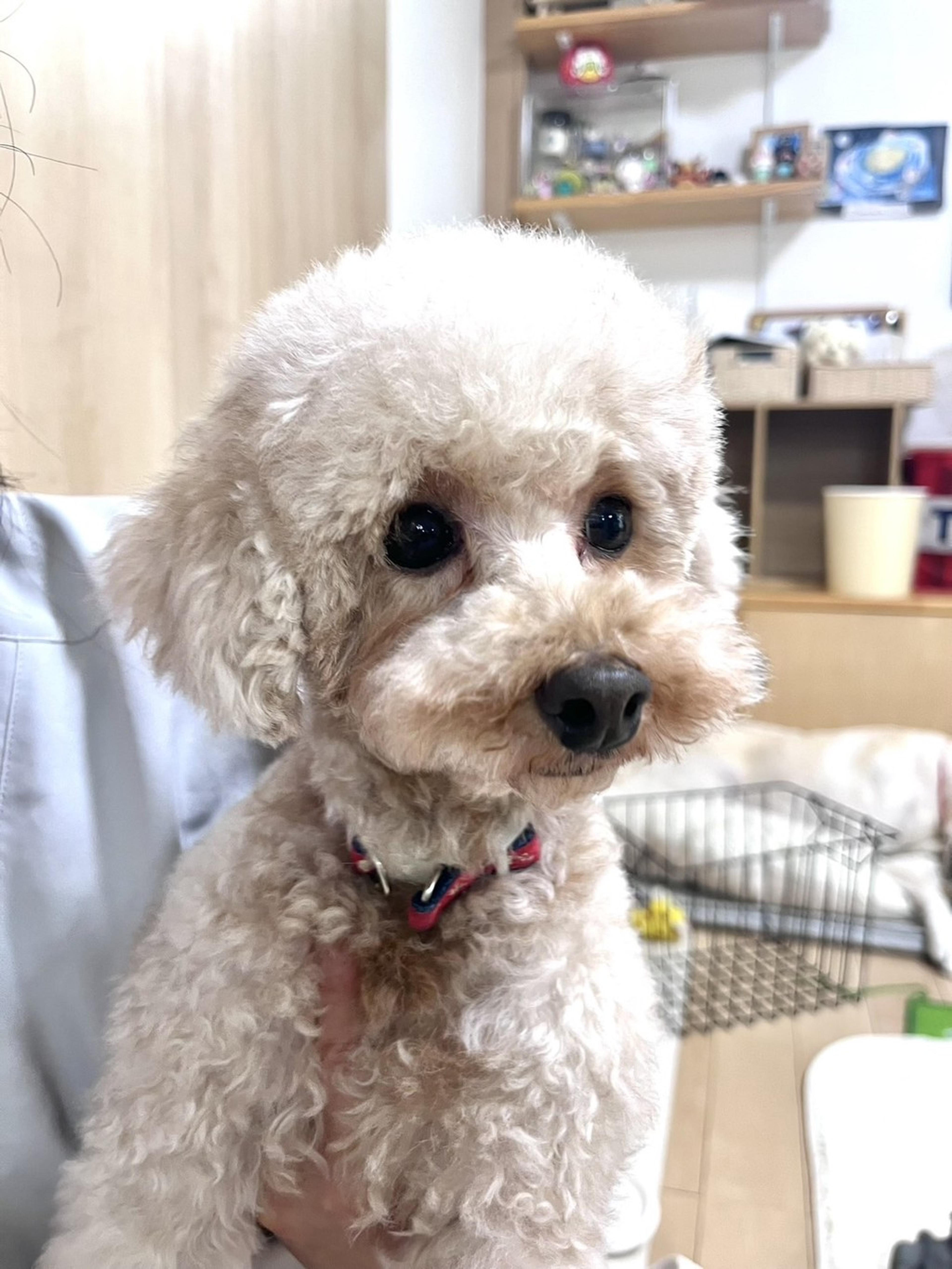 pet-image-2