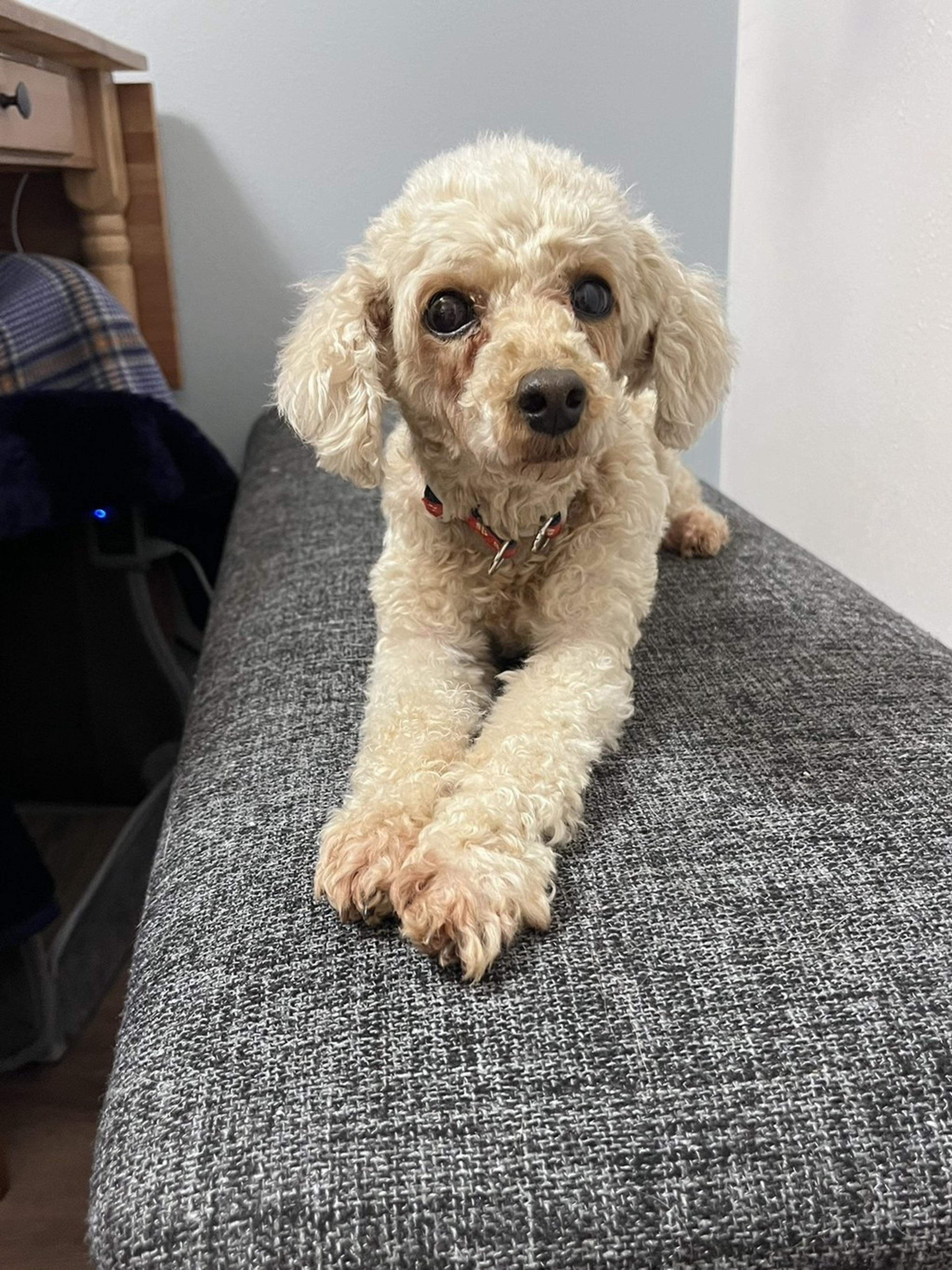 pet-image-3