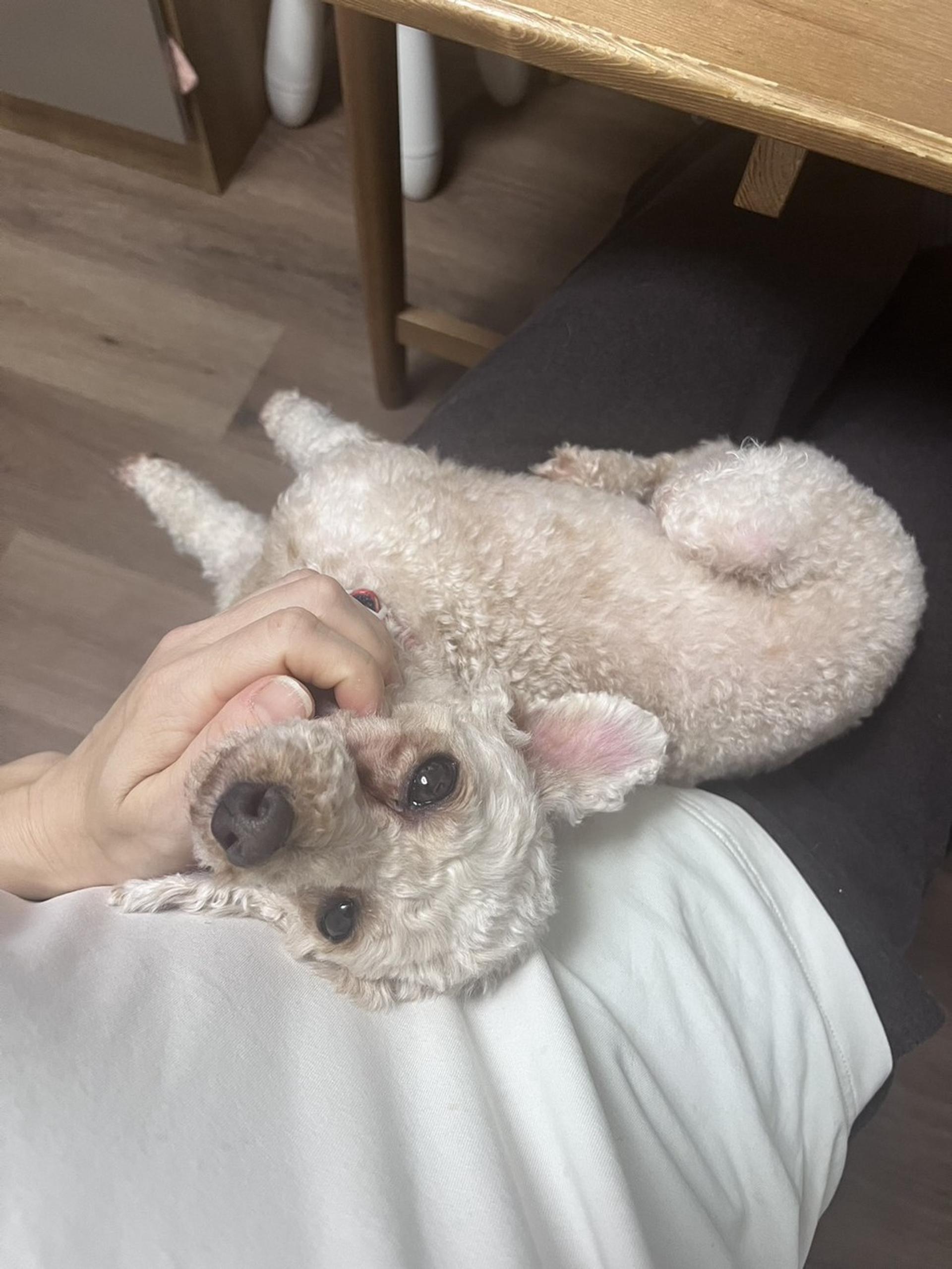 pet-image-4