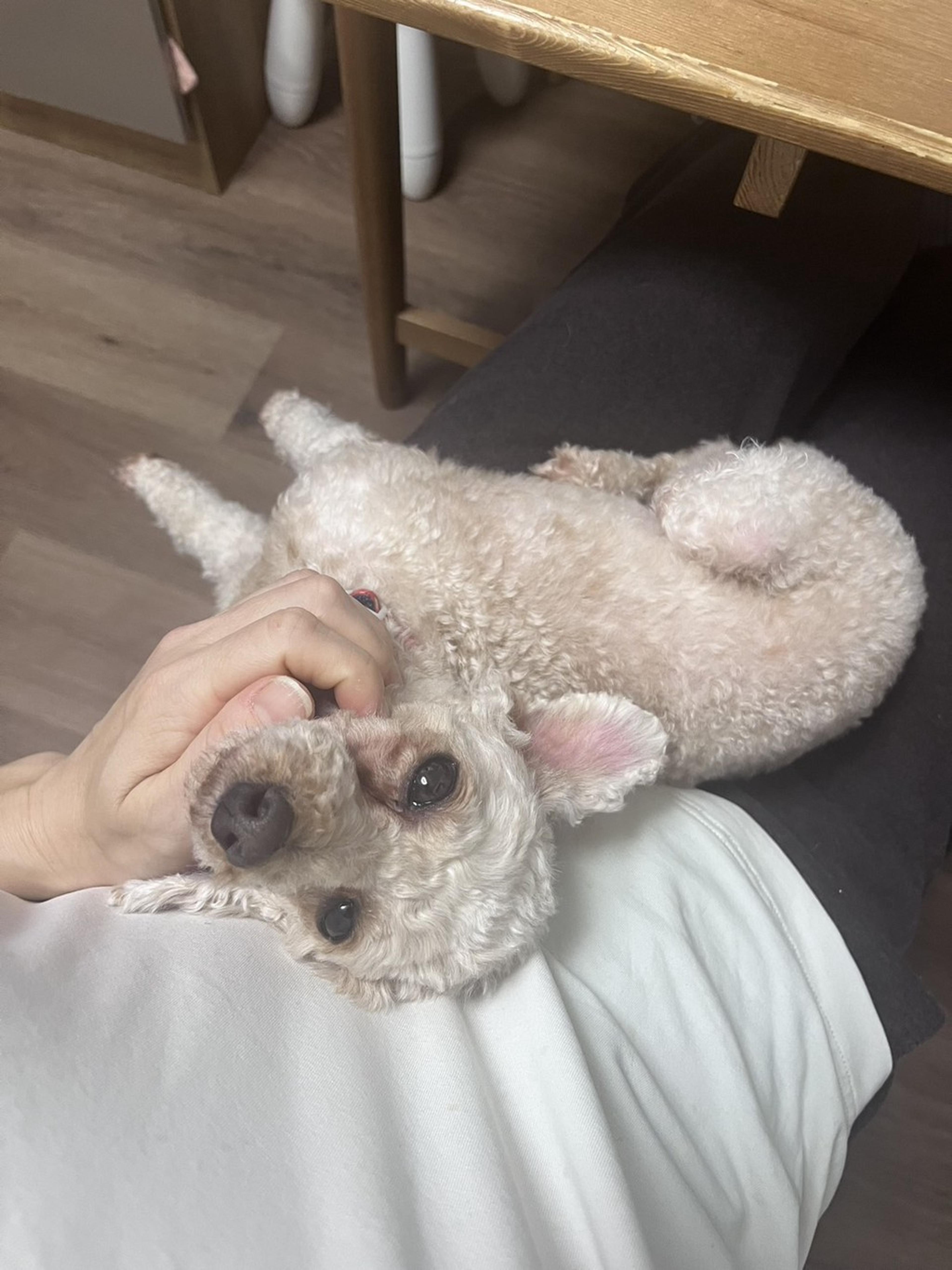 pet-image-4