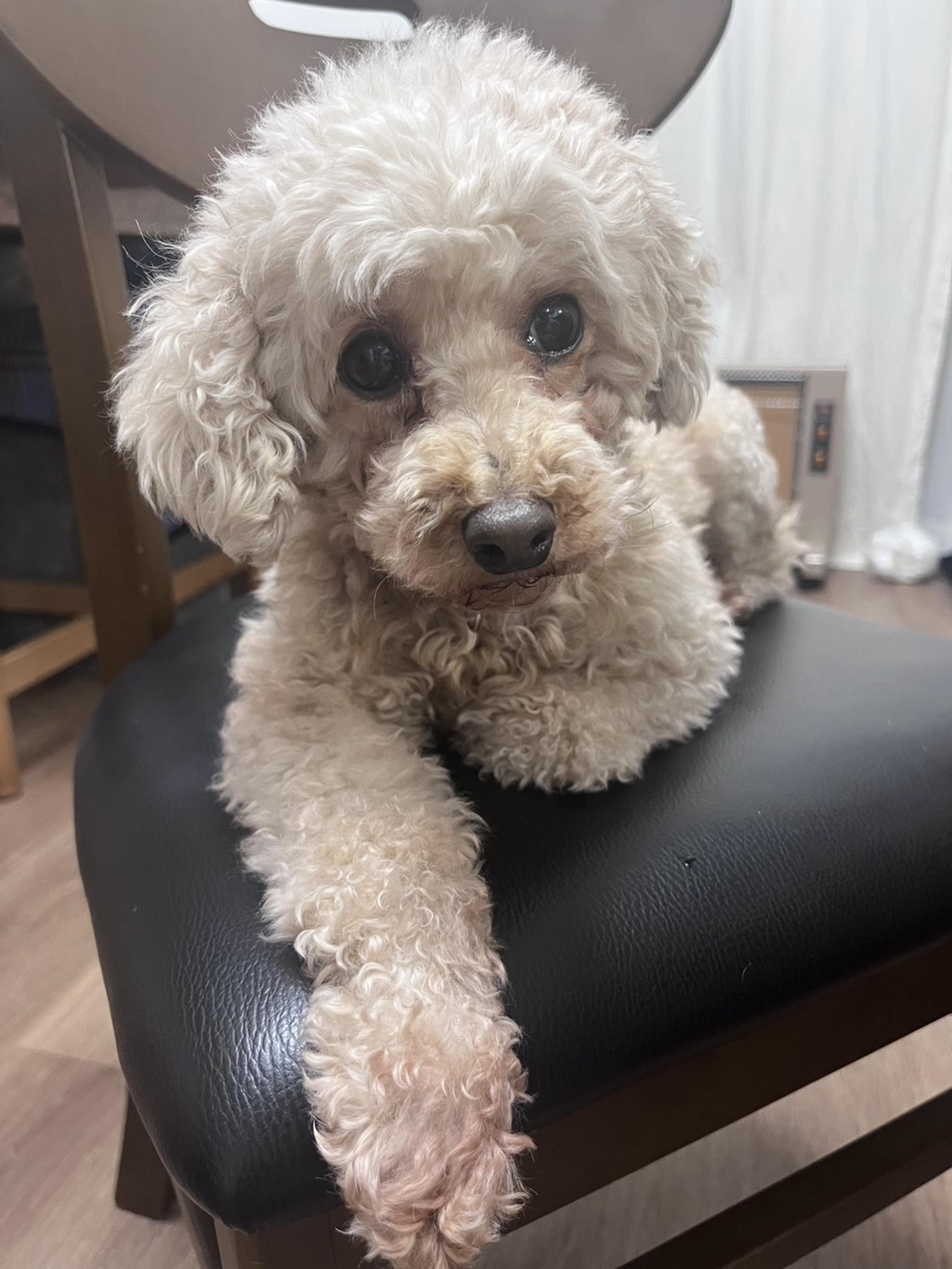 pet-image-5