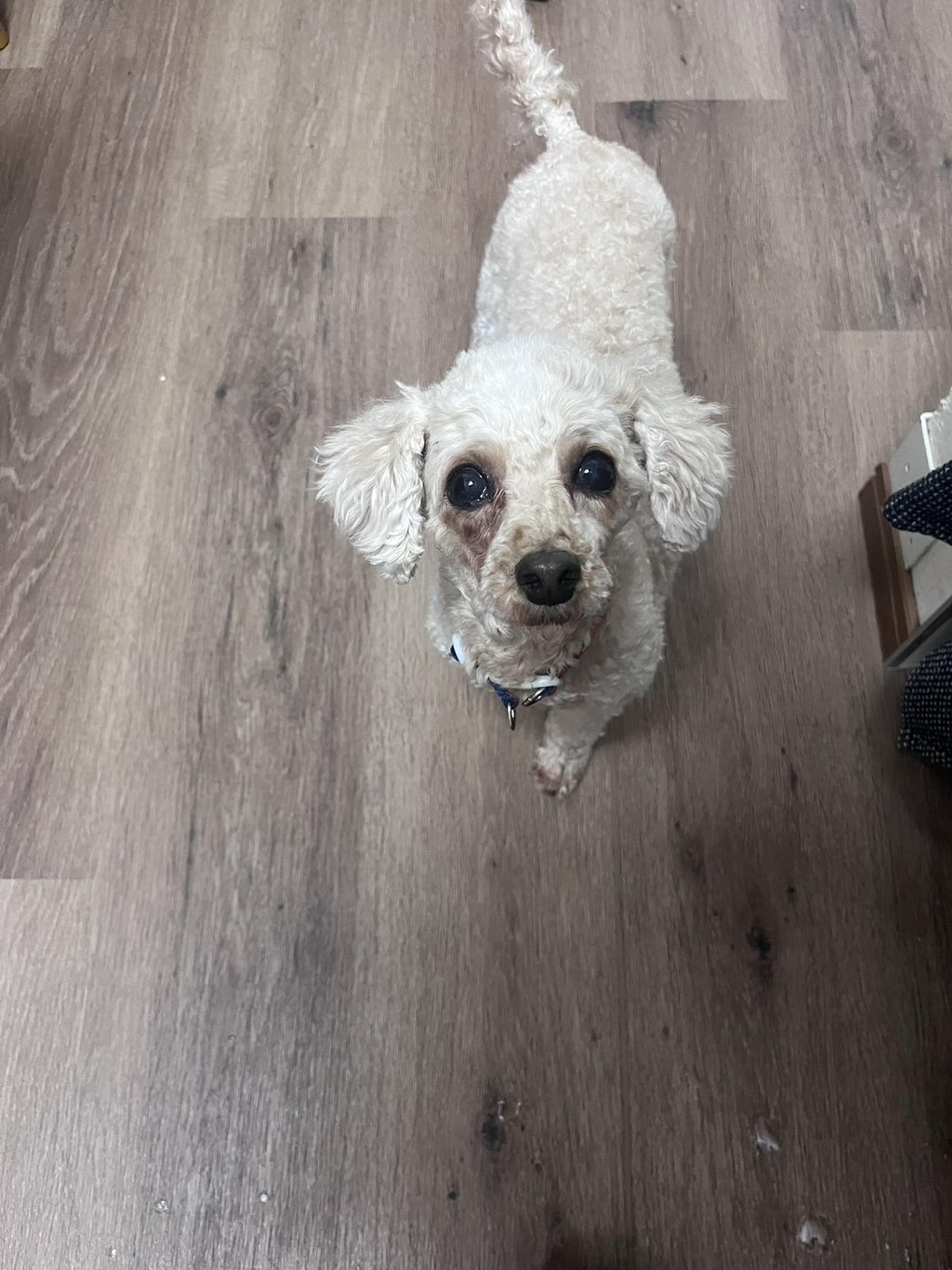 pet-image-6
