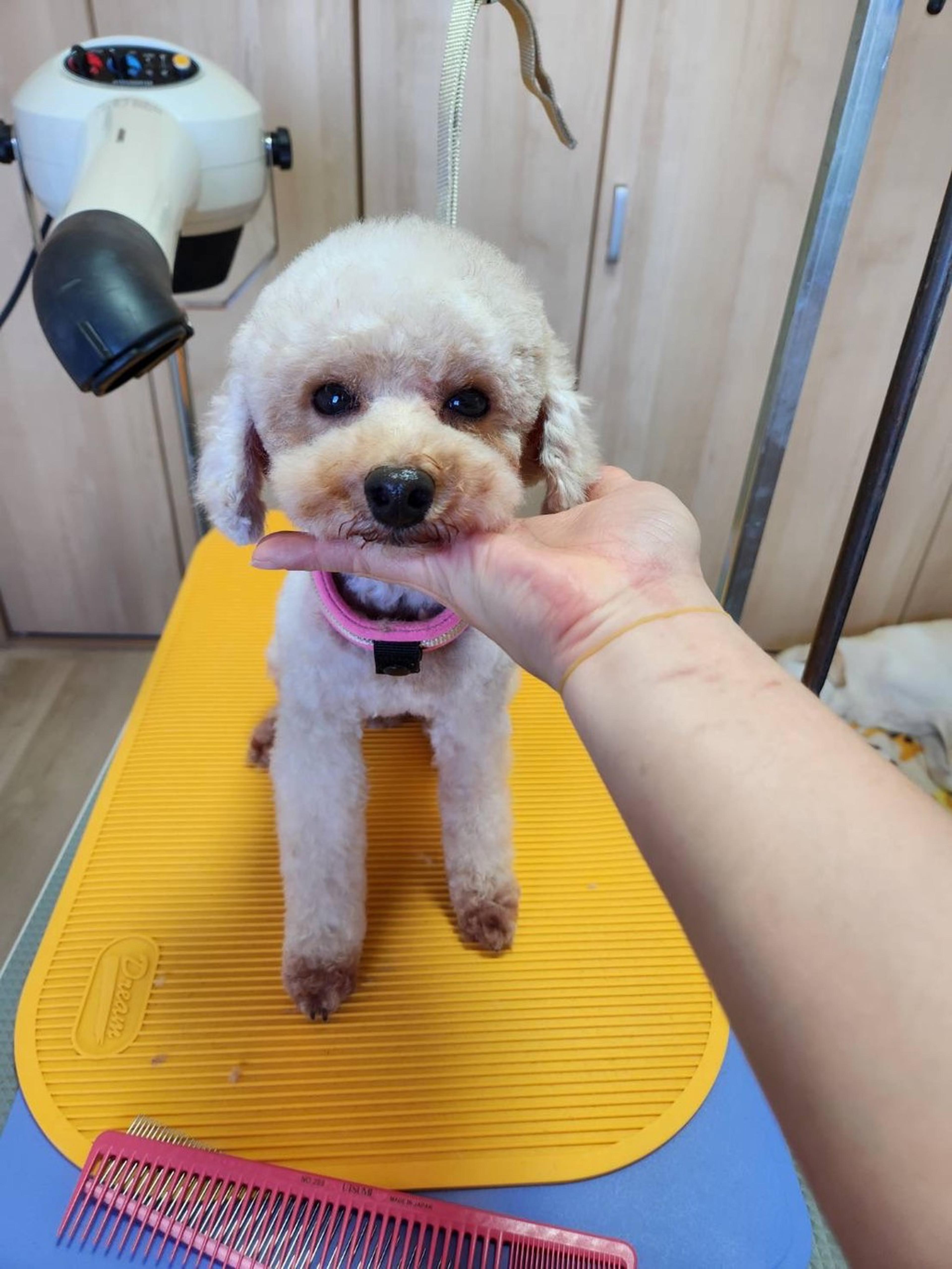 pet-image-7