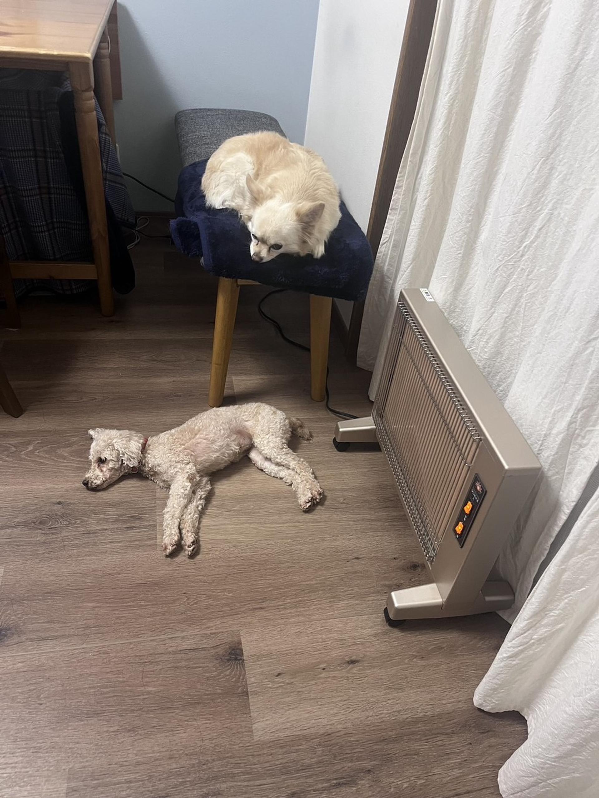 pet-image-8