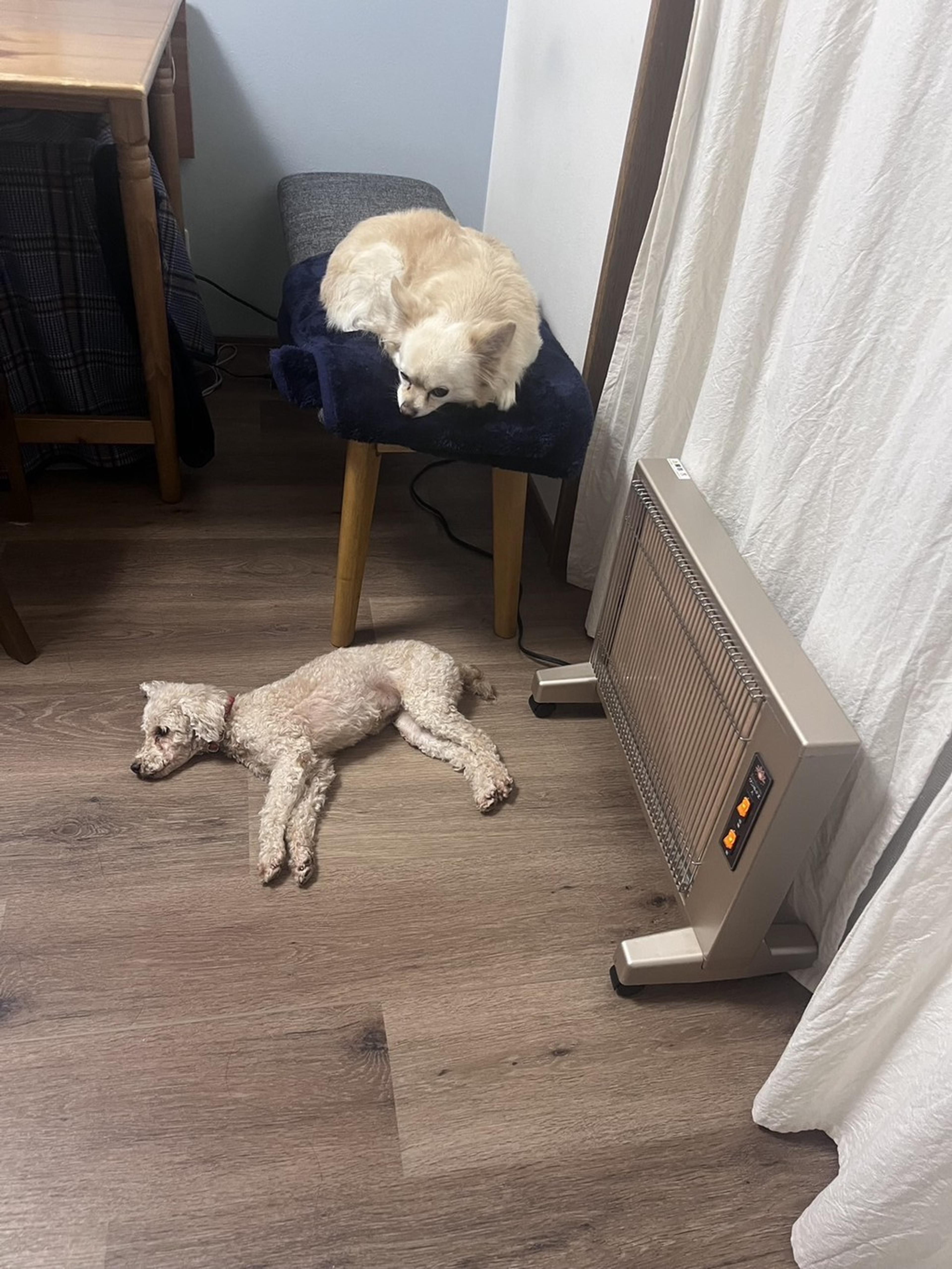 pet-image-8