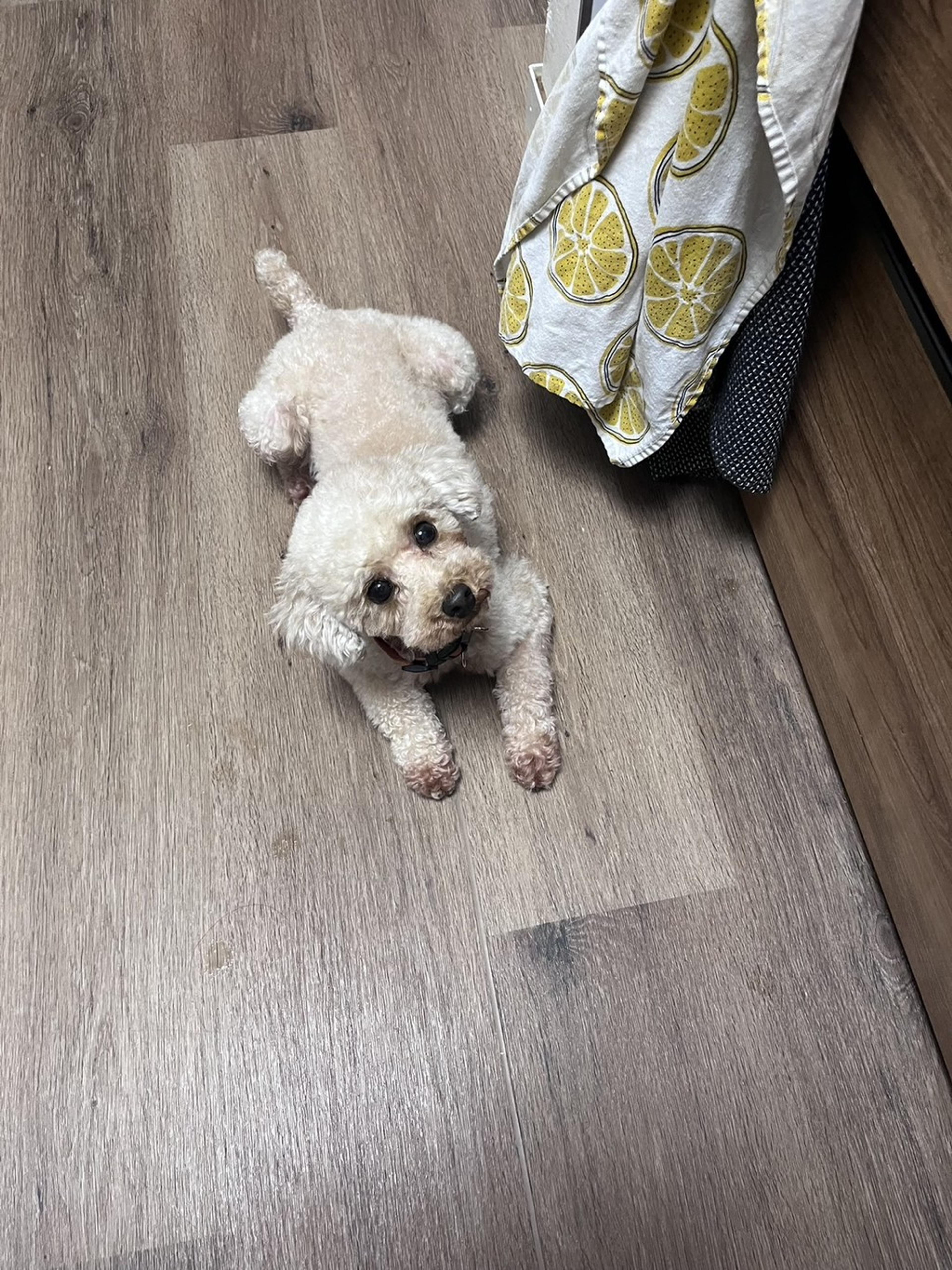 pet-image-9