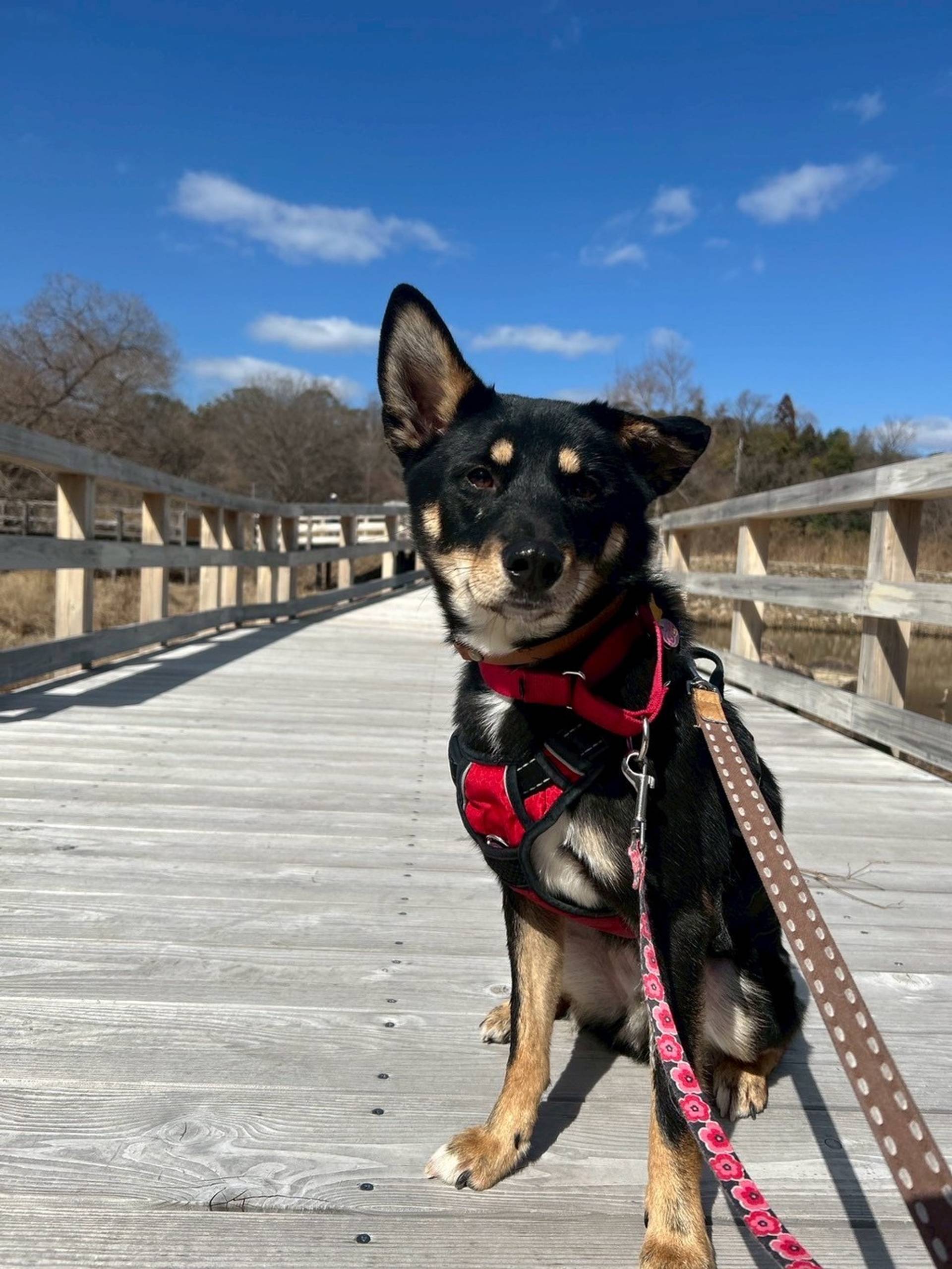 雑種（ミックス犬）・オスの里親募集の写真