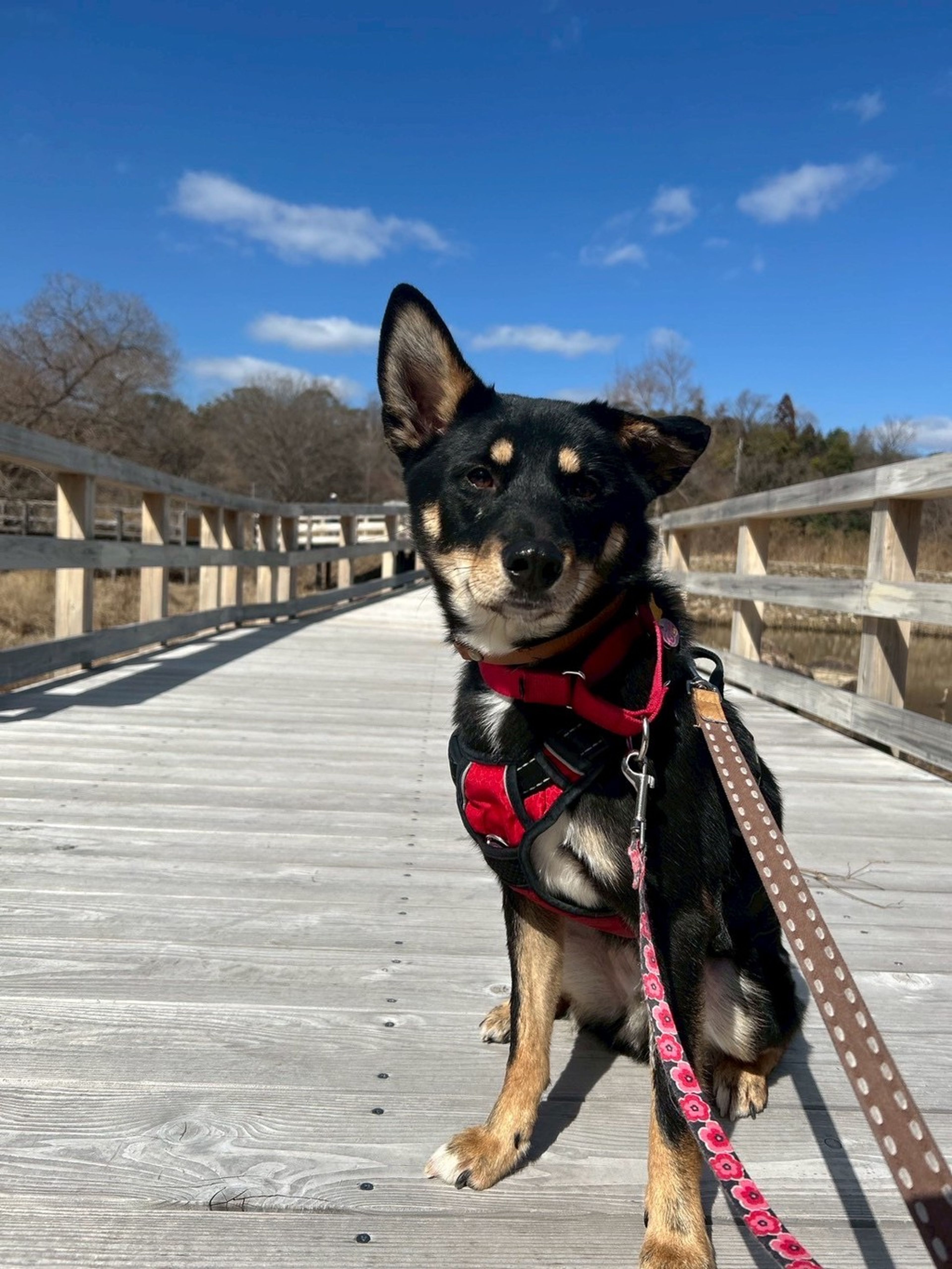 雑種（ミックス犬）・オスの里親募集の写真