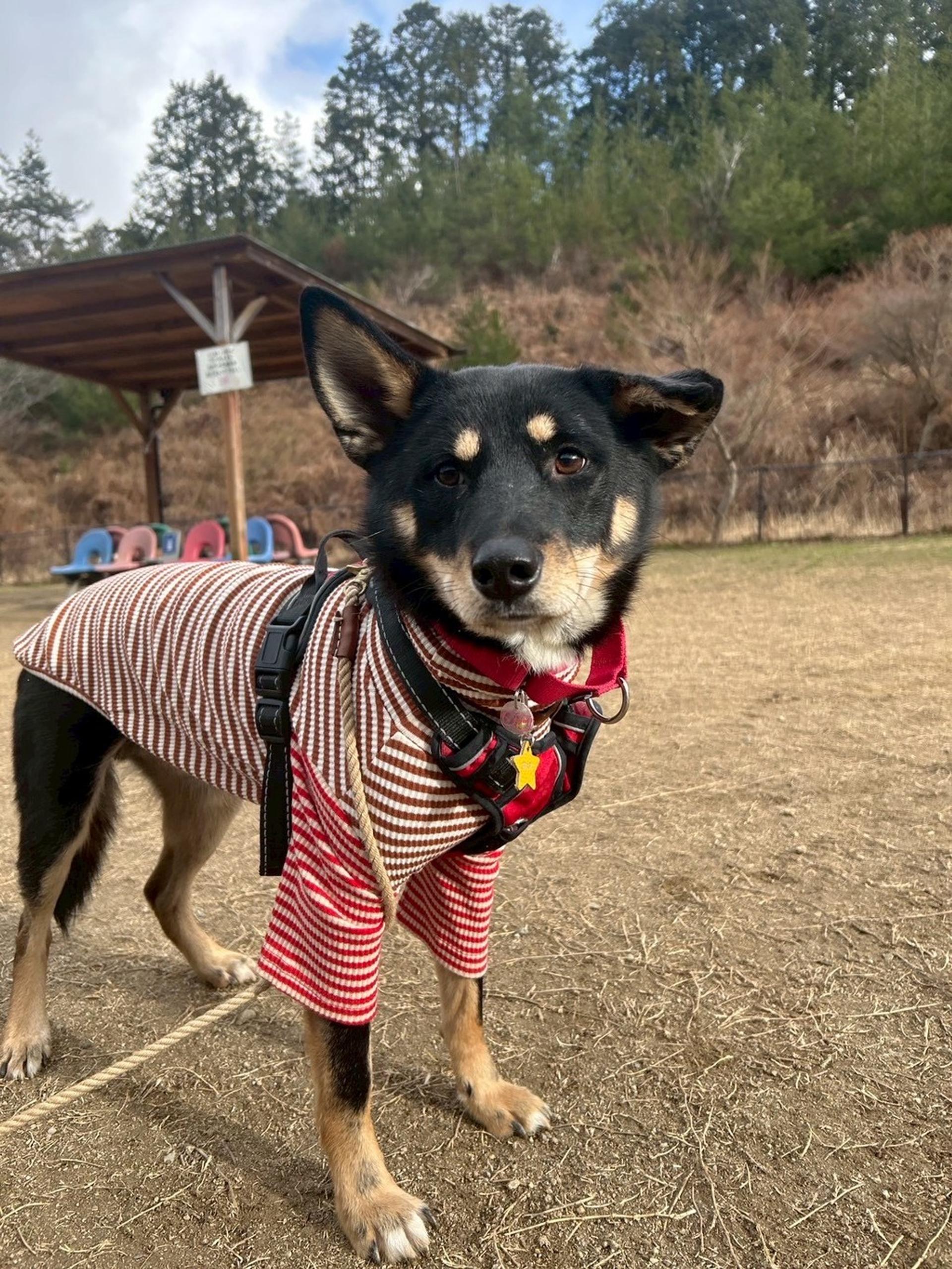 pet-image-7