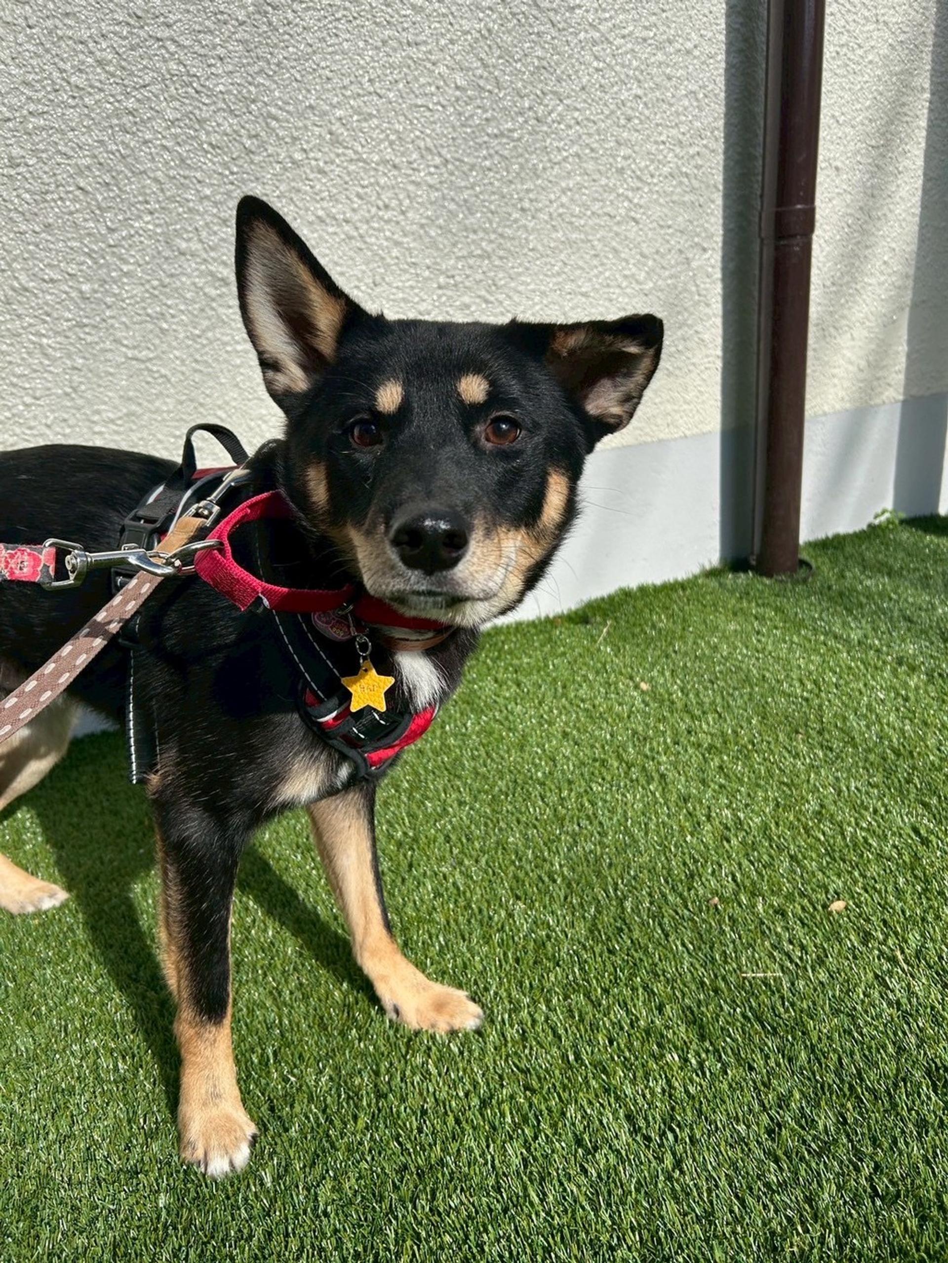 pet-image-8