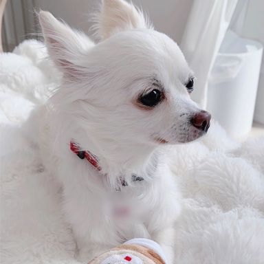 チワワ・メスの里親募集の写真