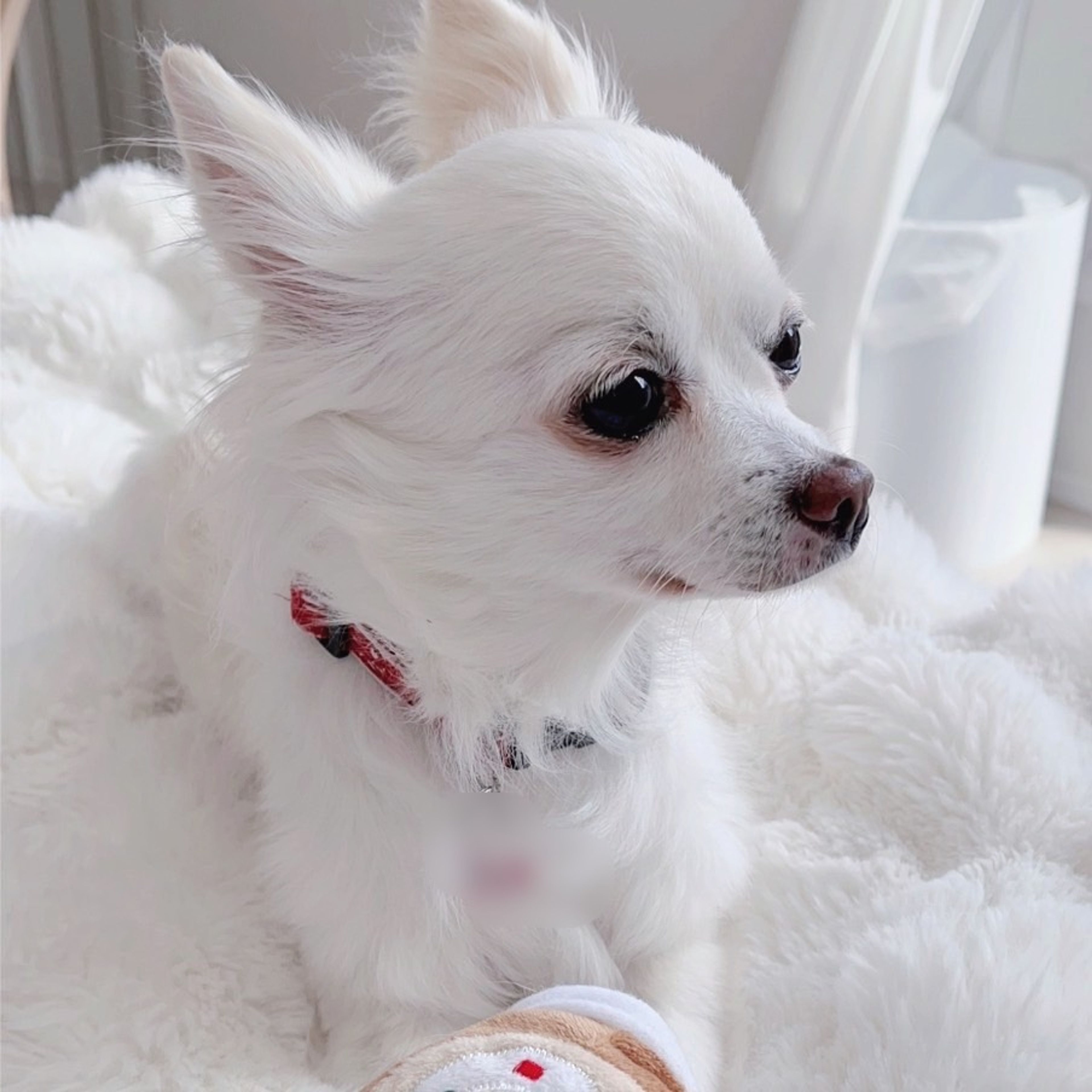 チワワ・メスの里親募集の写真