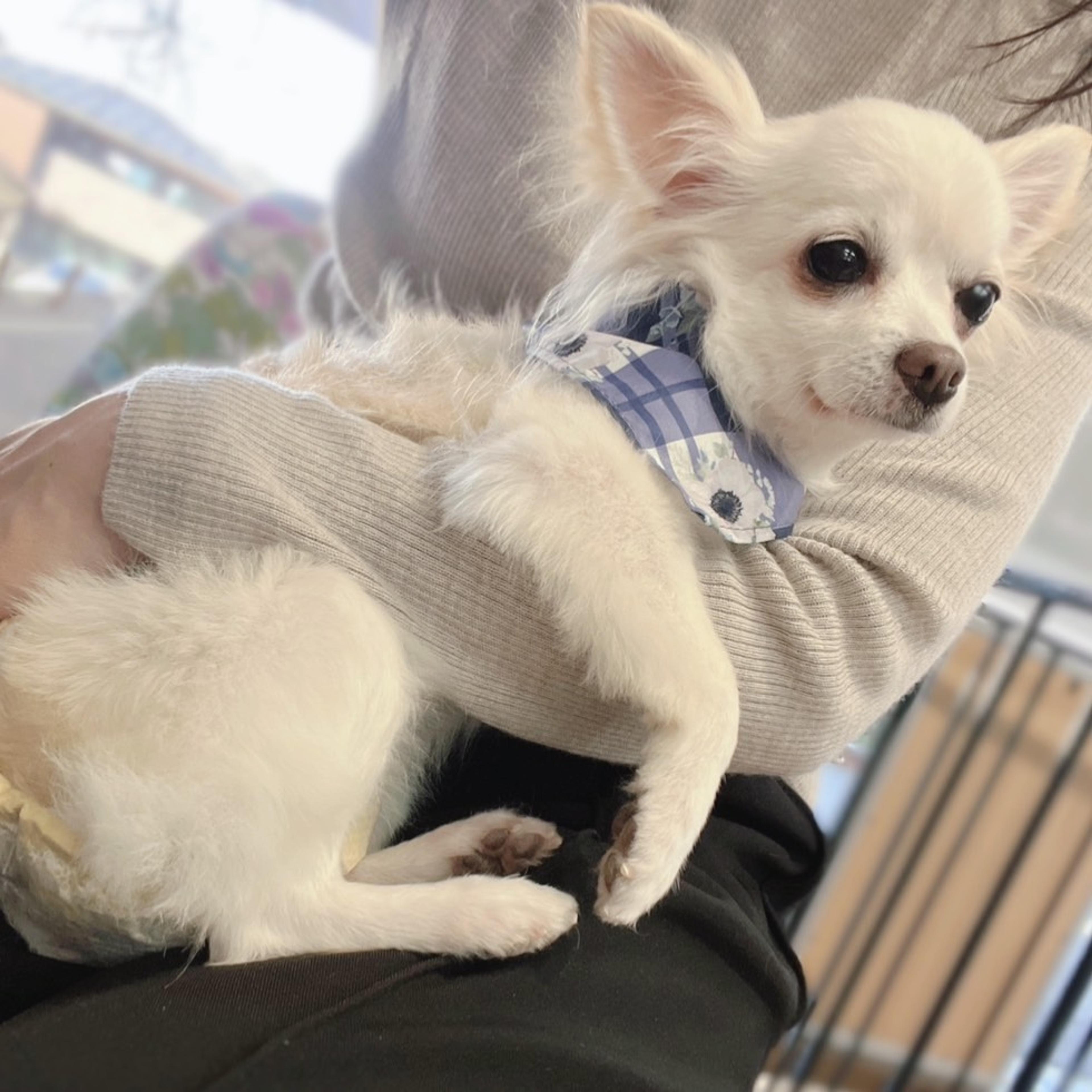 pet-image-4