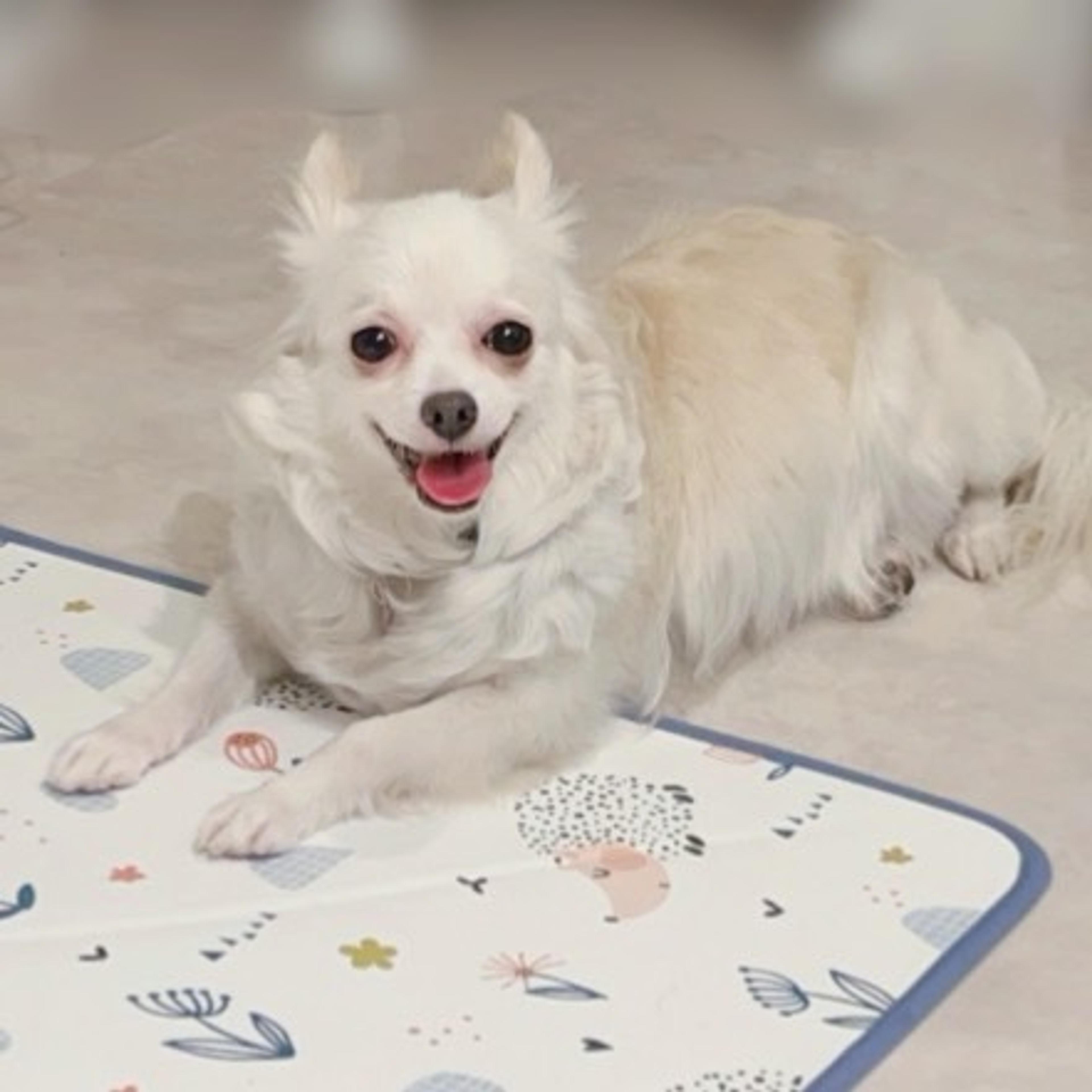pet-image-5