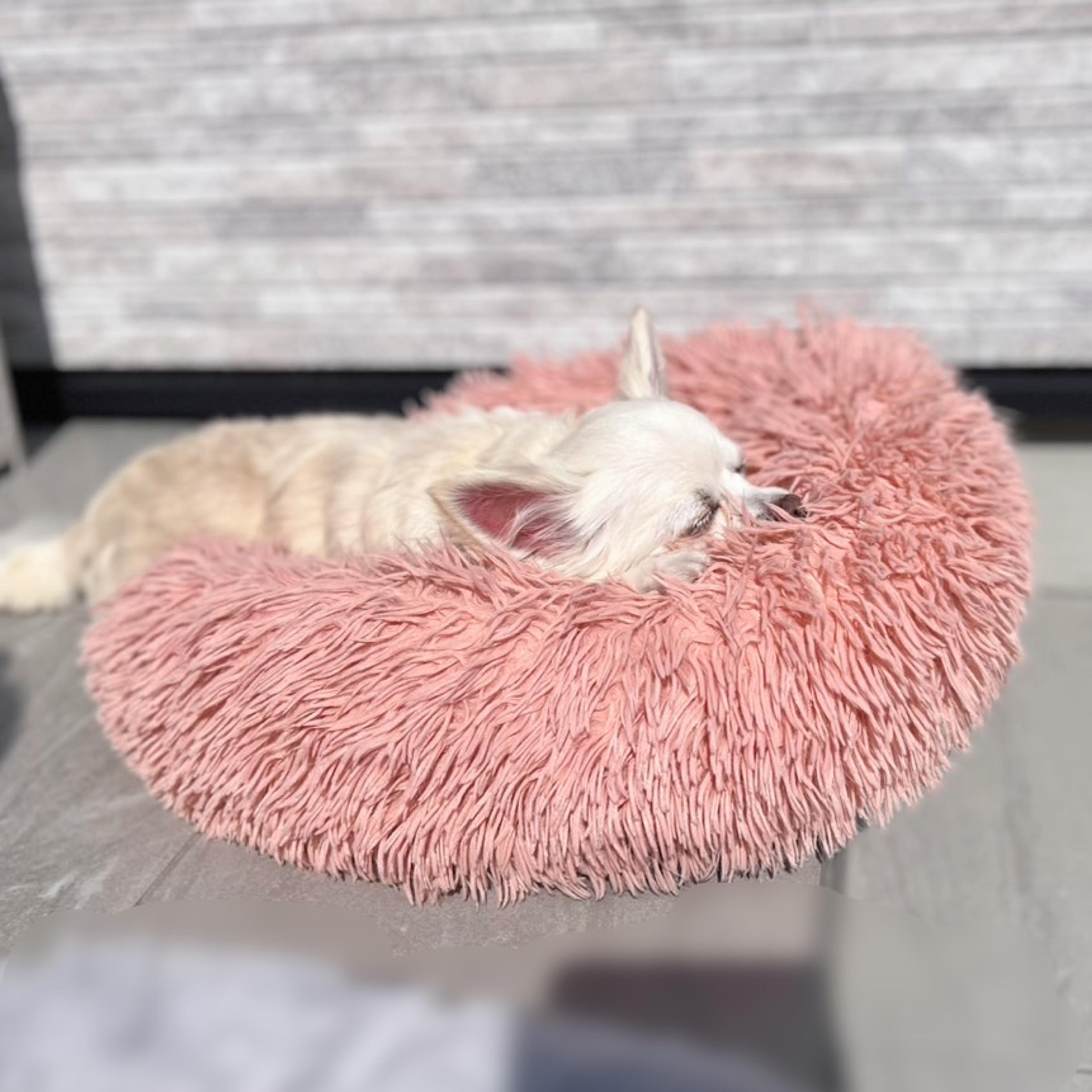 pet-image-6