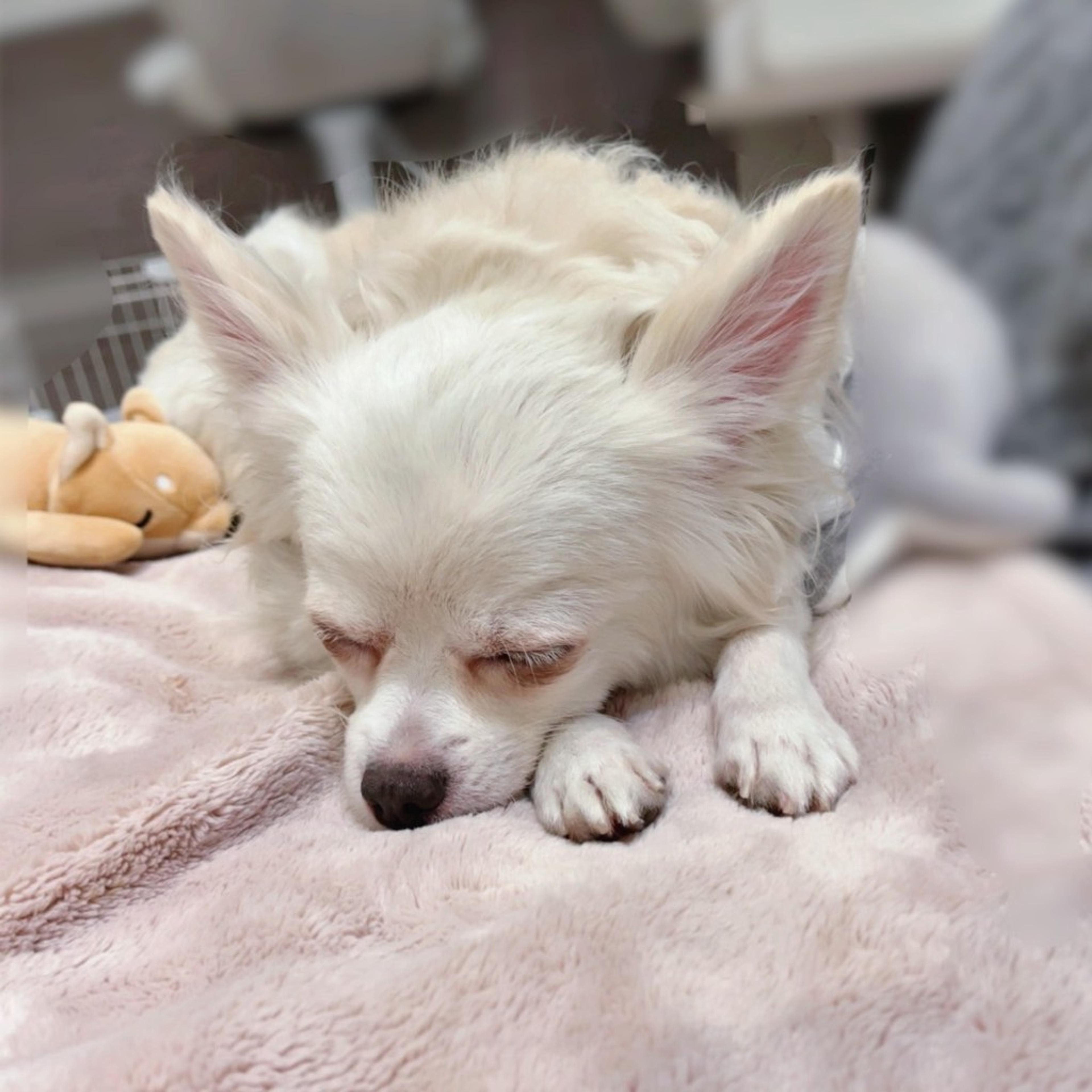 pet-image-7