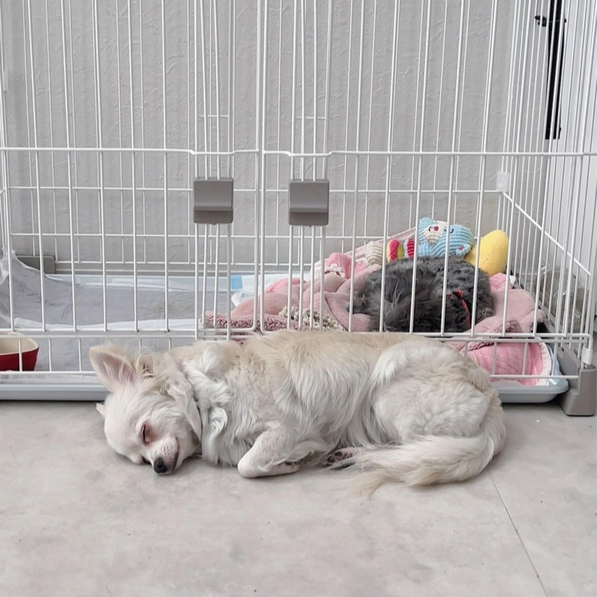pet-image-8
