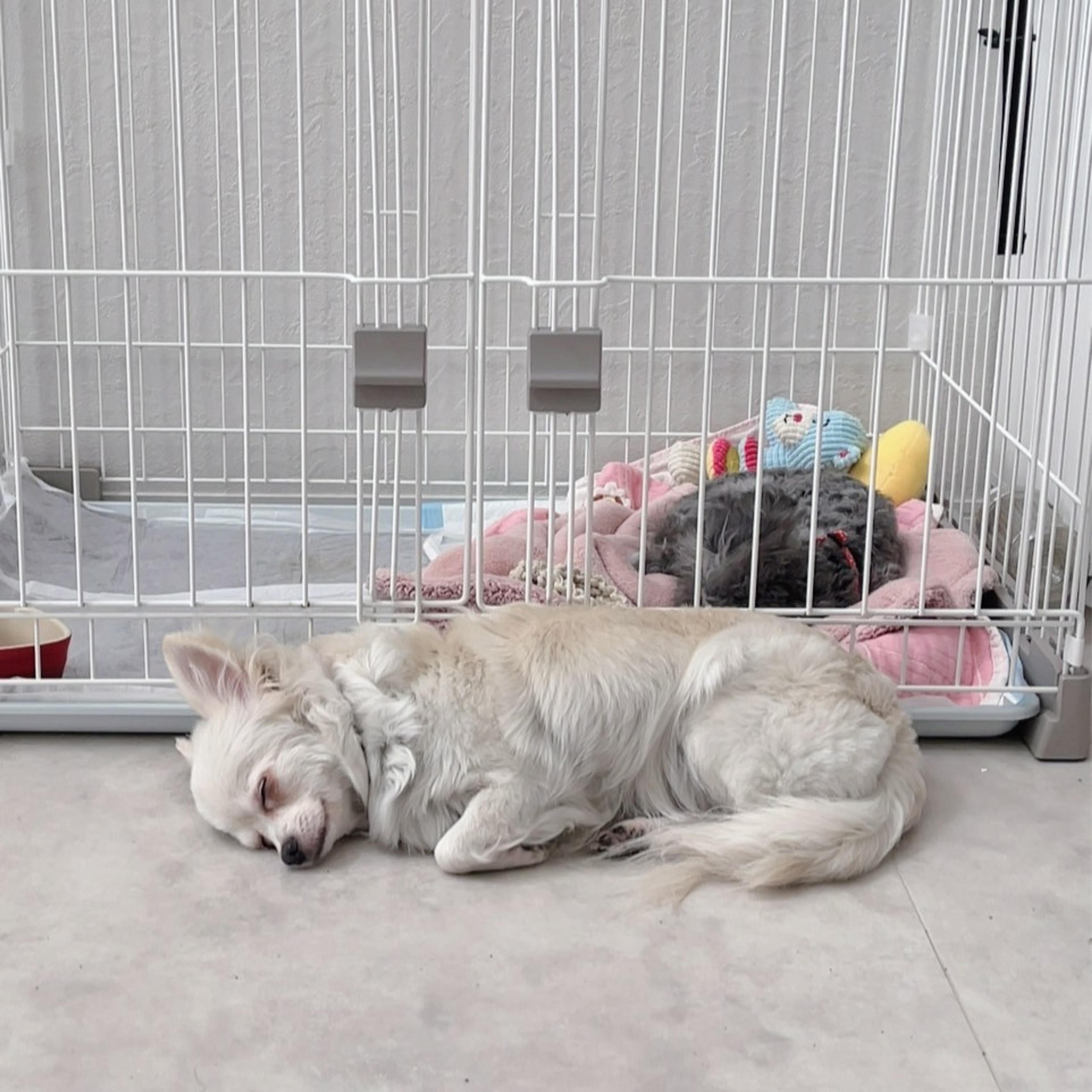 pet-image-8