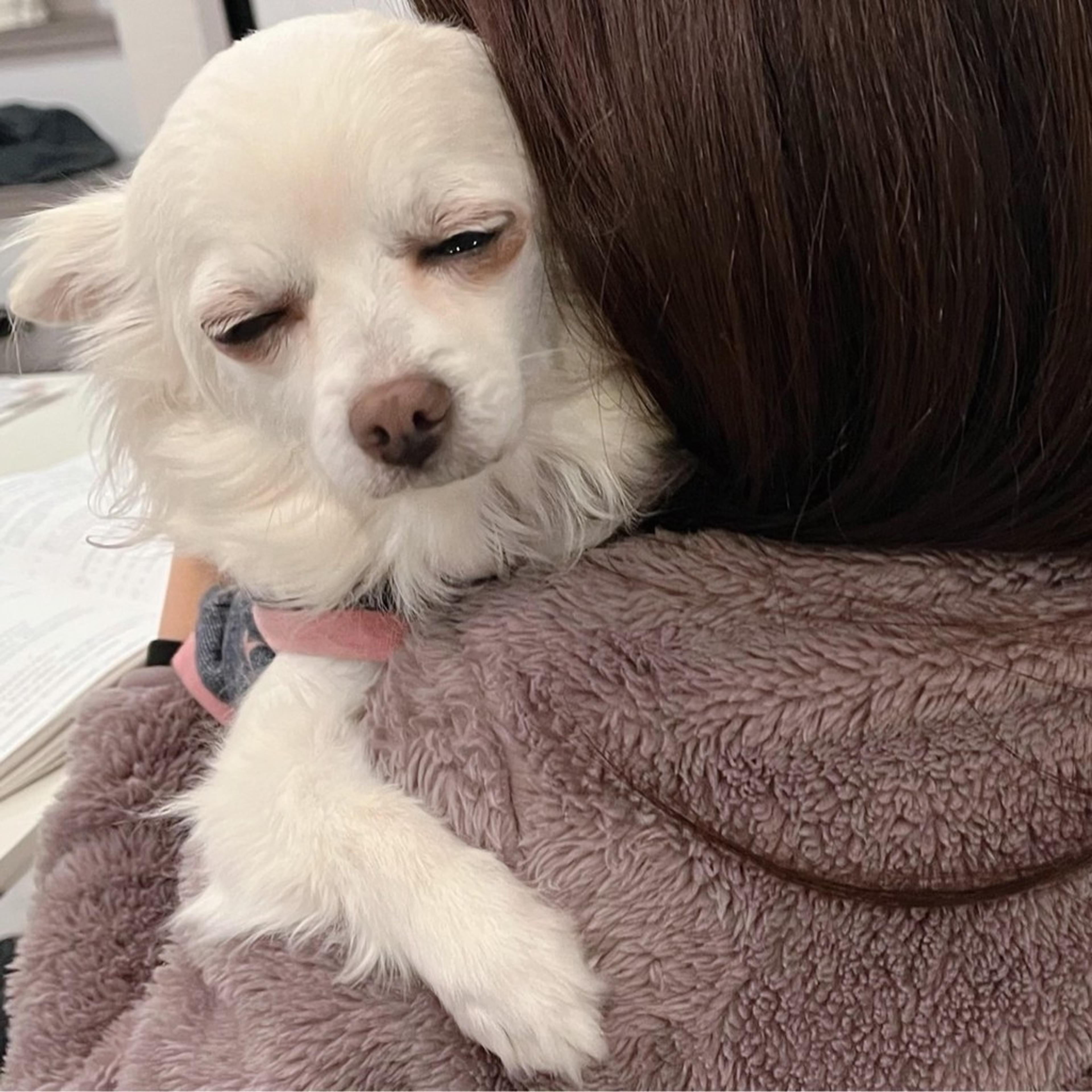 pet-image-9
