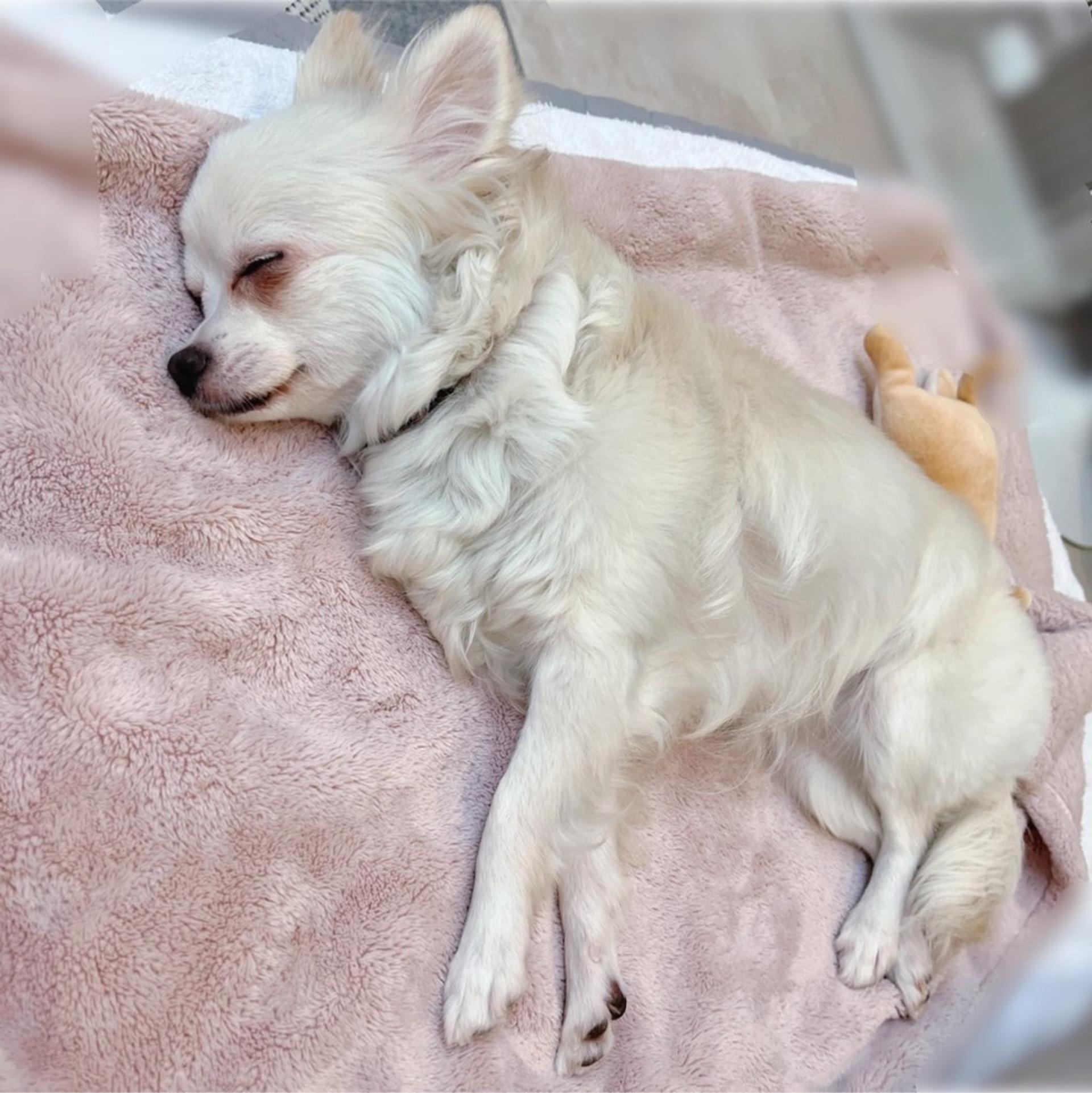 pet-image-10