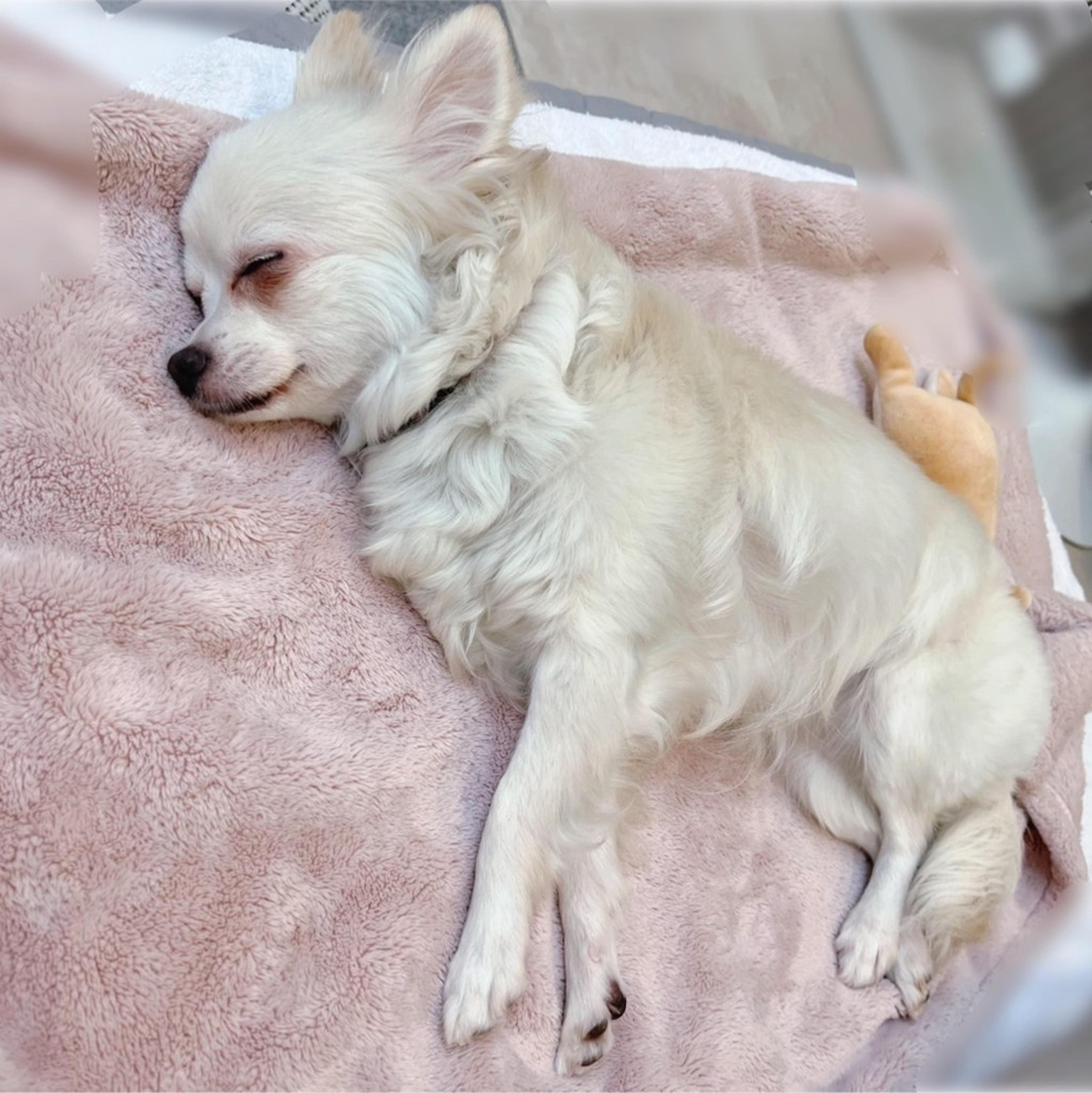 pet-image-10