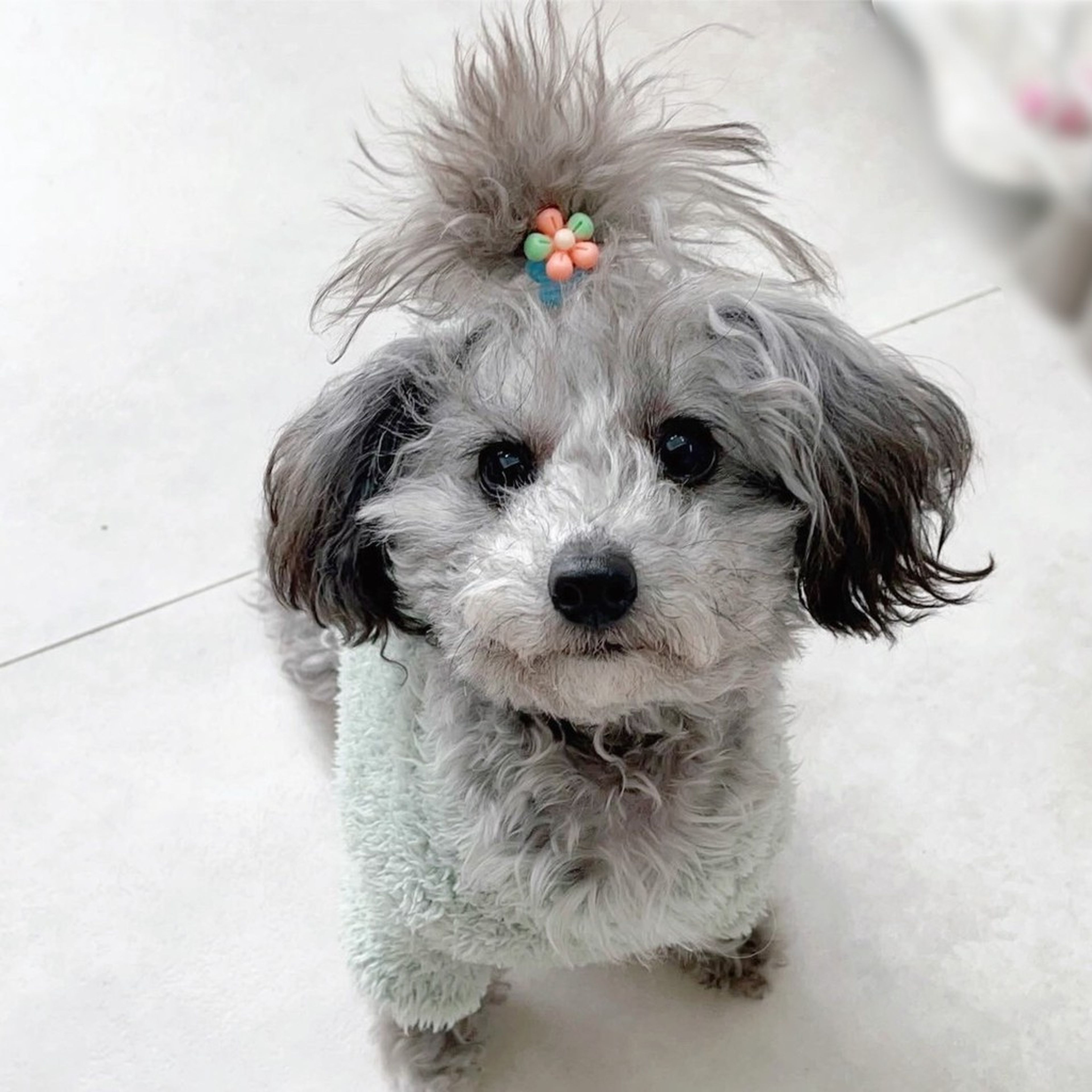 トイプードル・メスの里親募集の写真