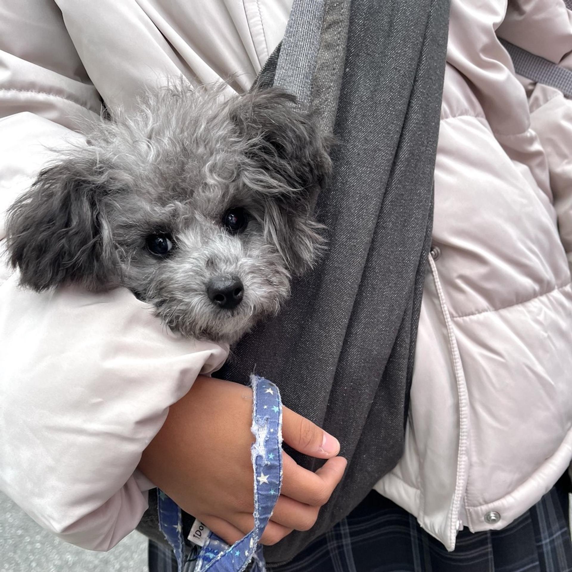 pet-image-7