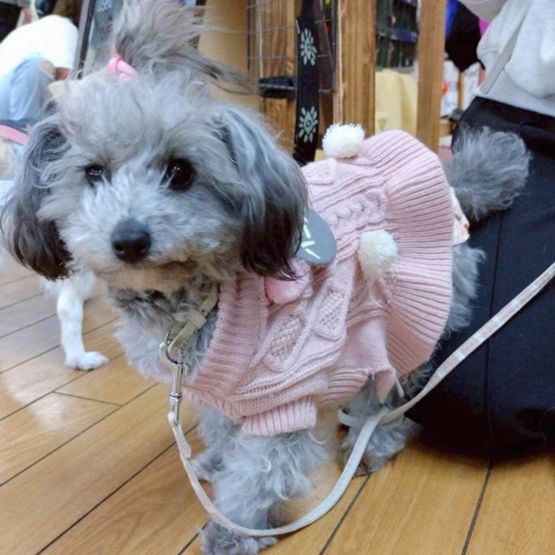 pet-image-8