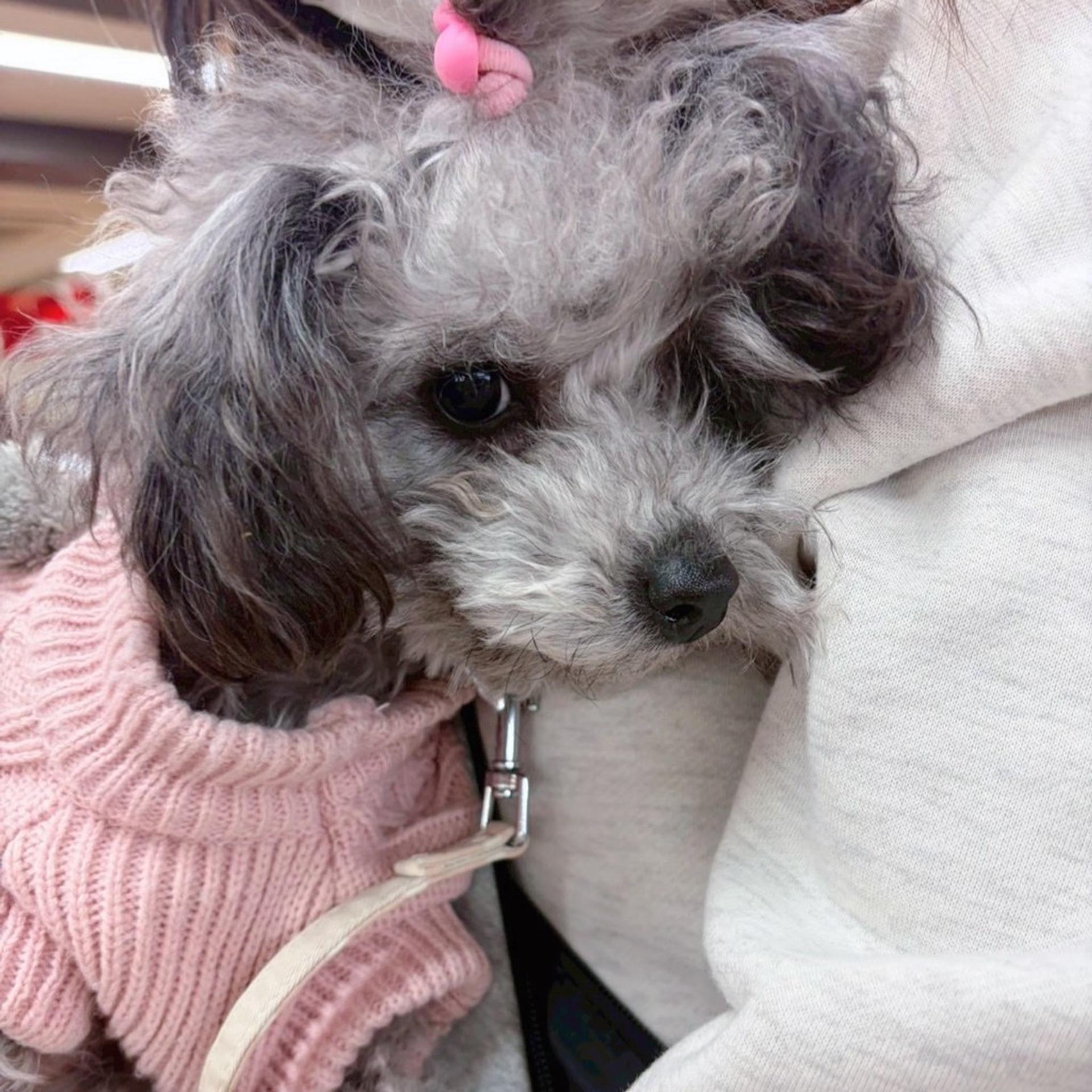 pet-image-9