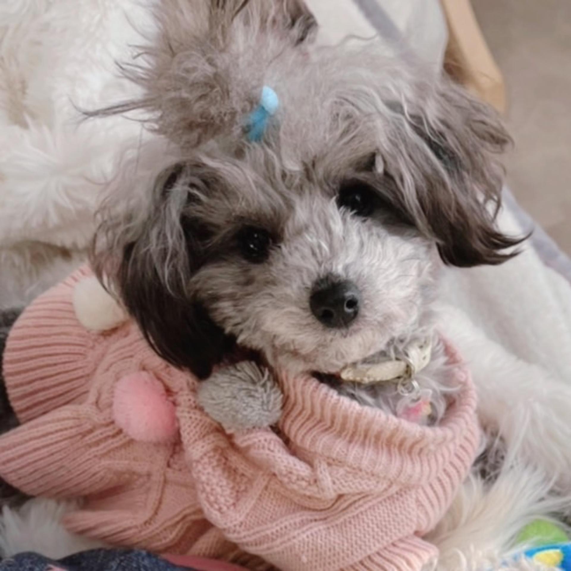 pet-image-10