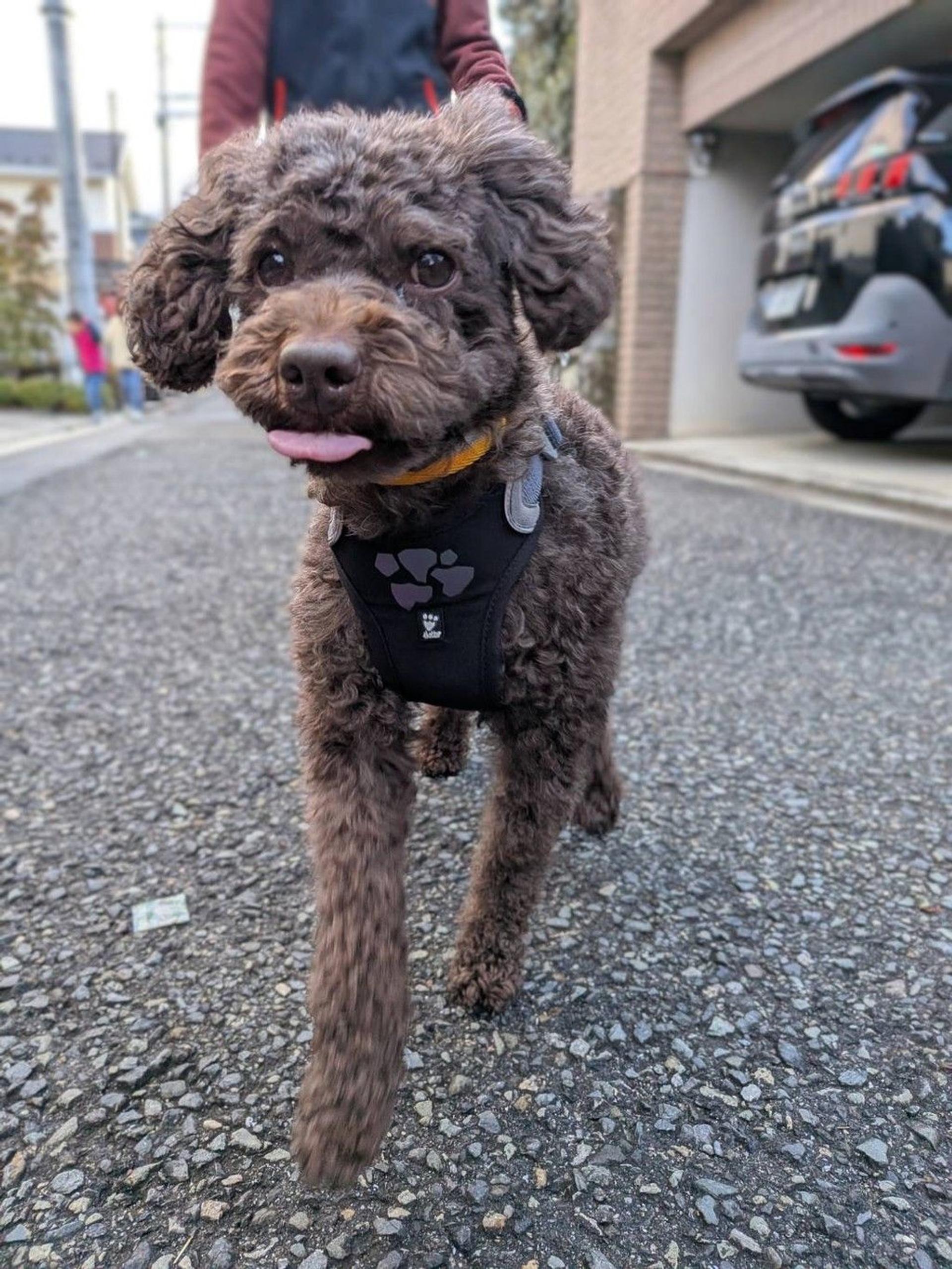pet-image-3