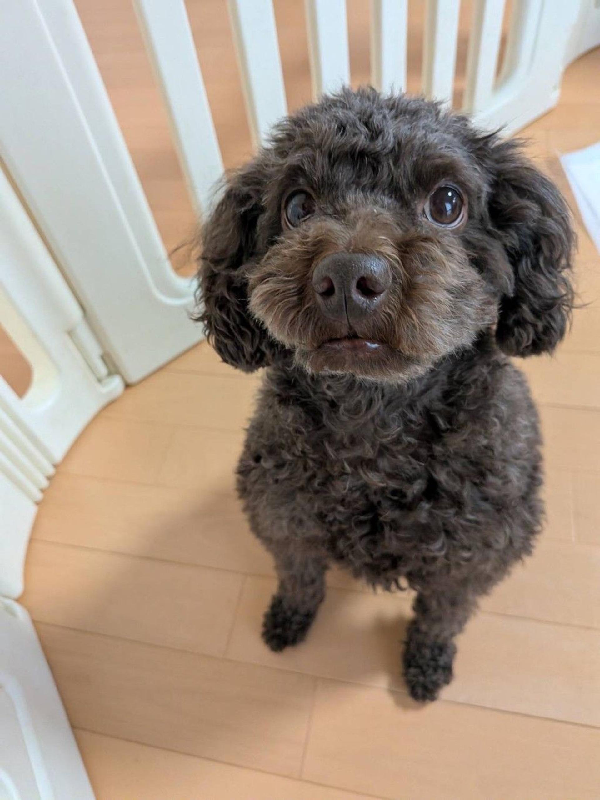 pet-image-5