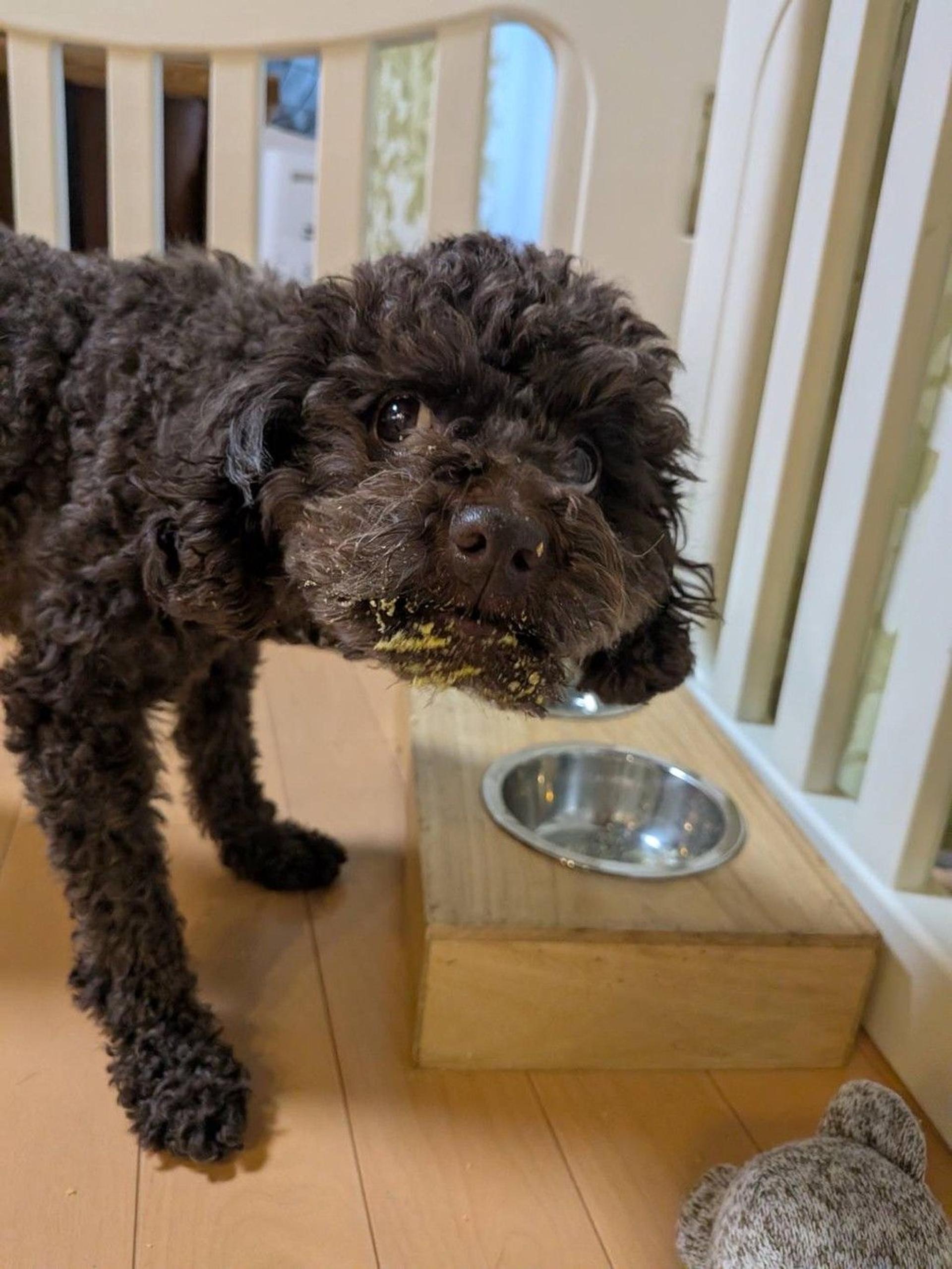 pet-image-6