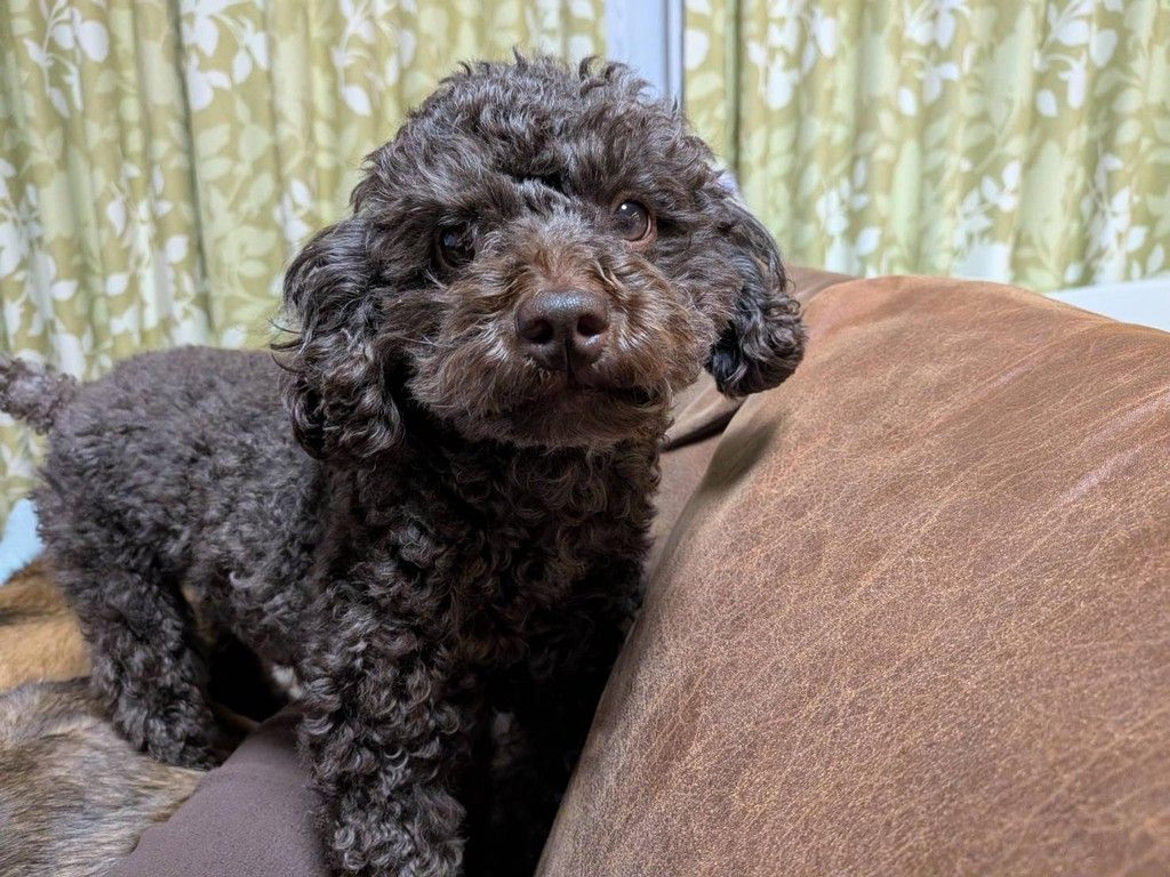 pet-image-7