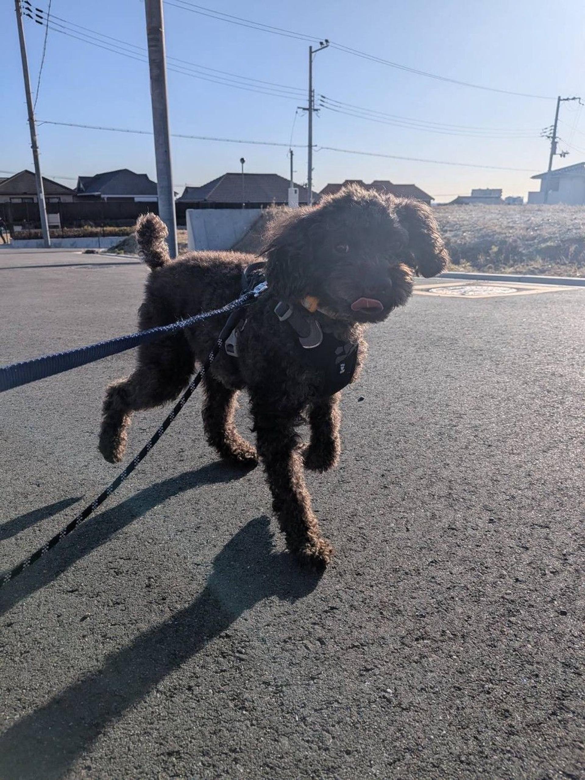 pet-image-8