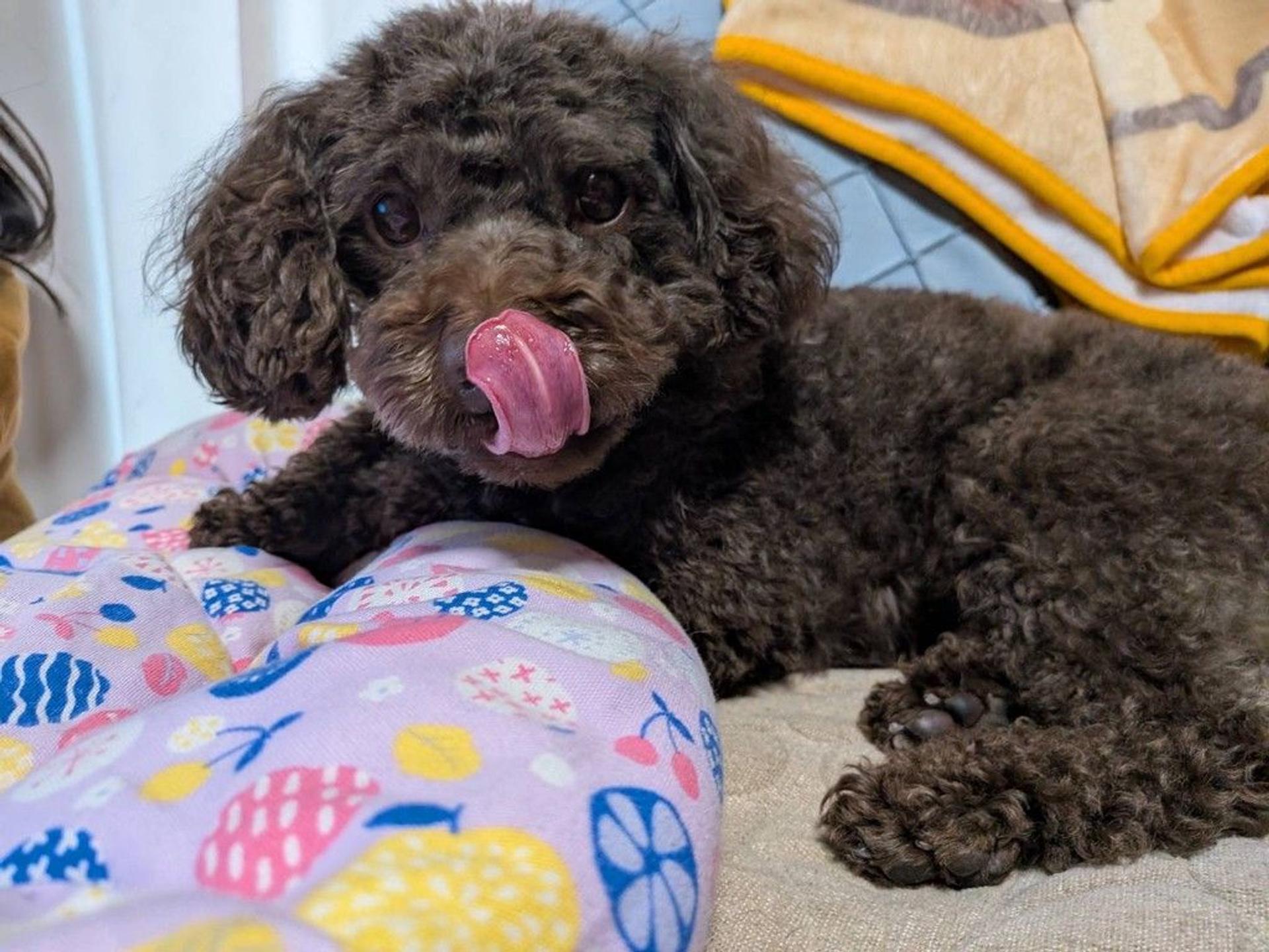 pet-image-9