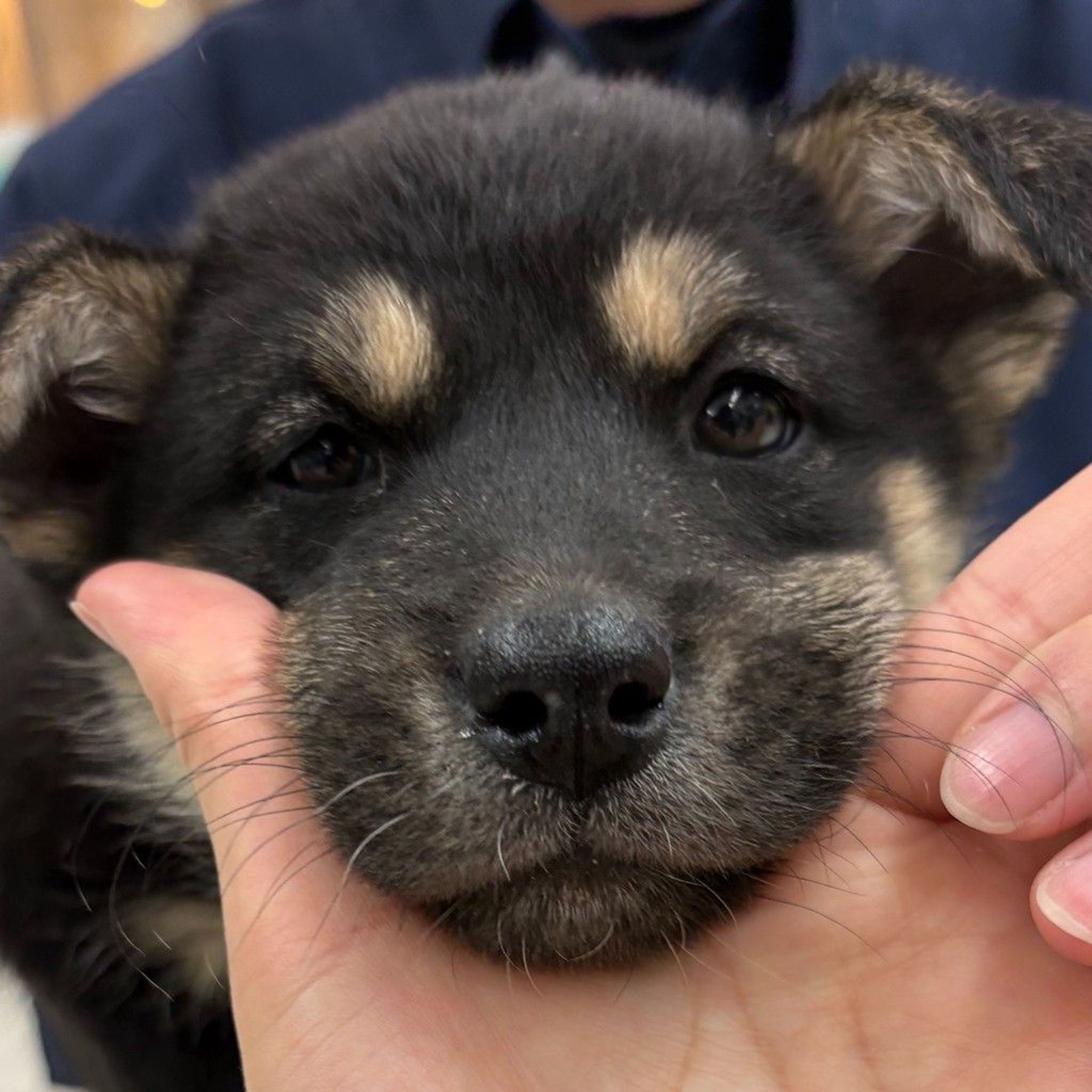 雑種（ミックス犬）・メスの里親募集の写真