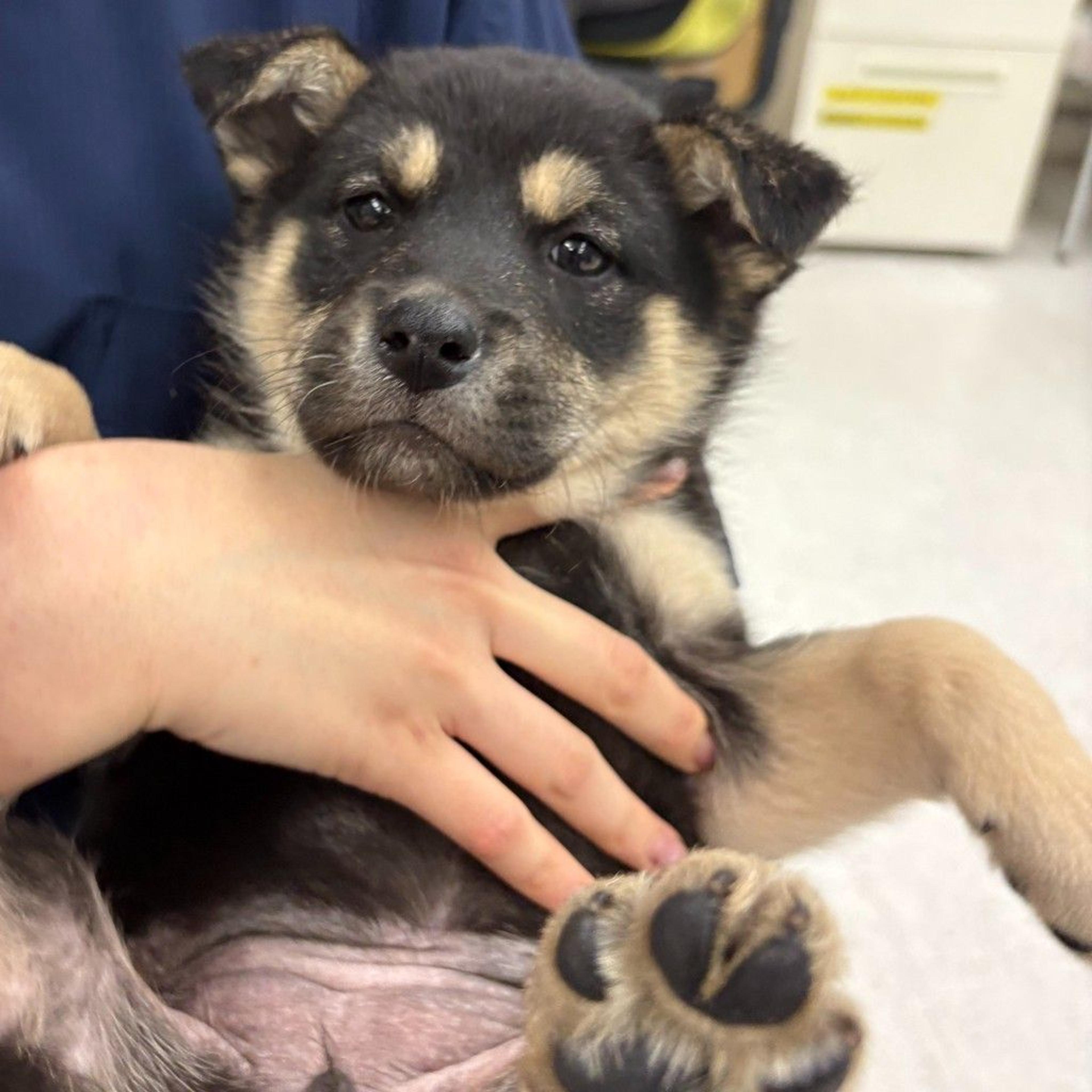 pet-image-2