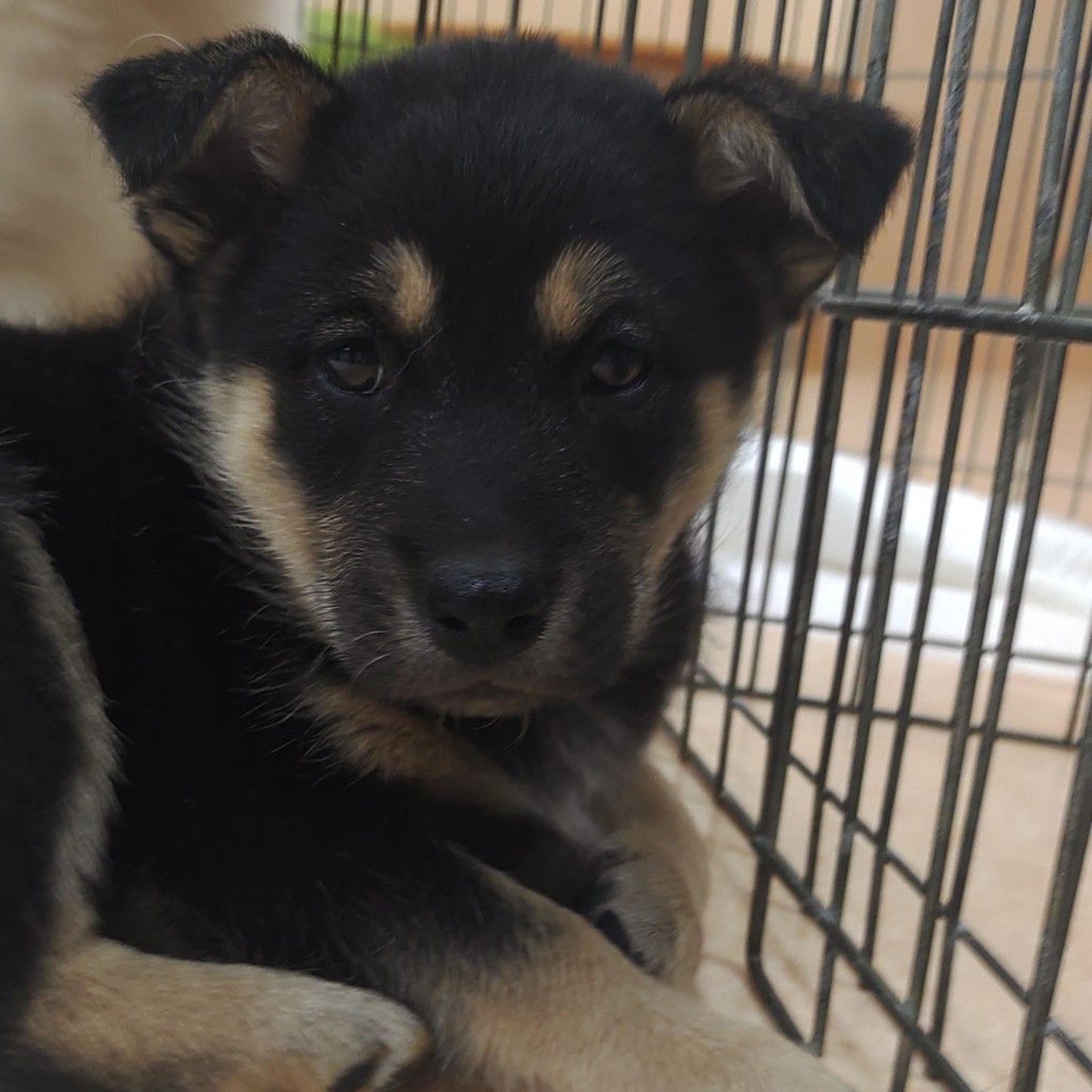 pet-image-3