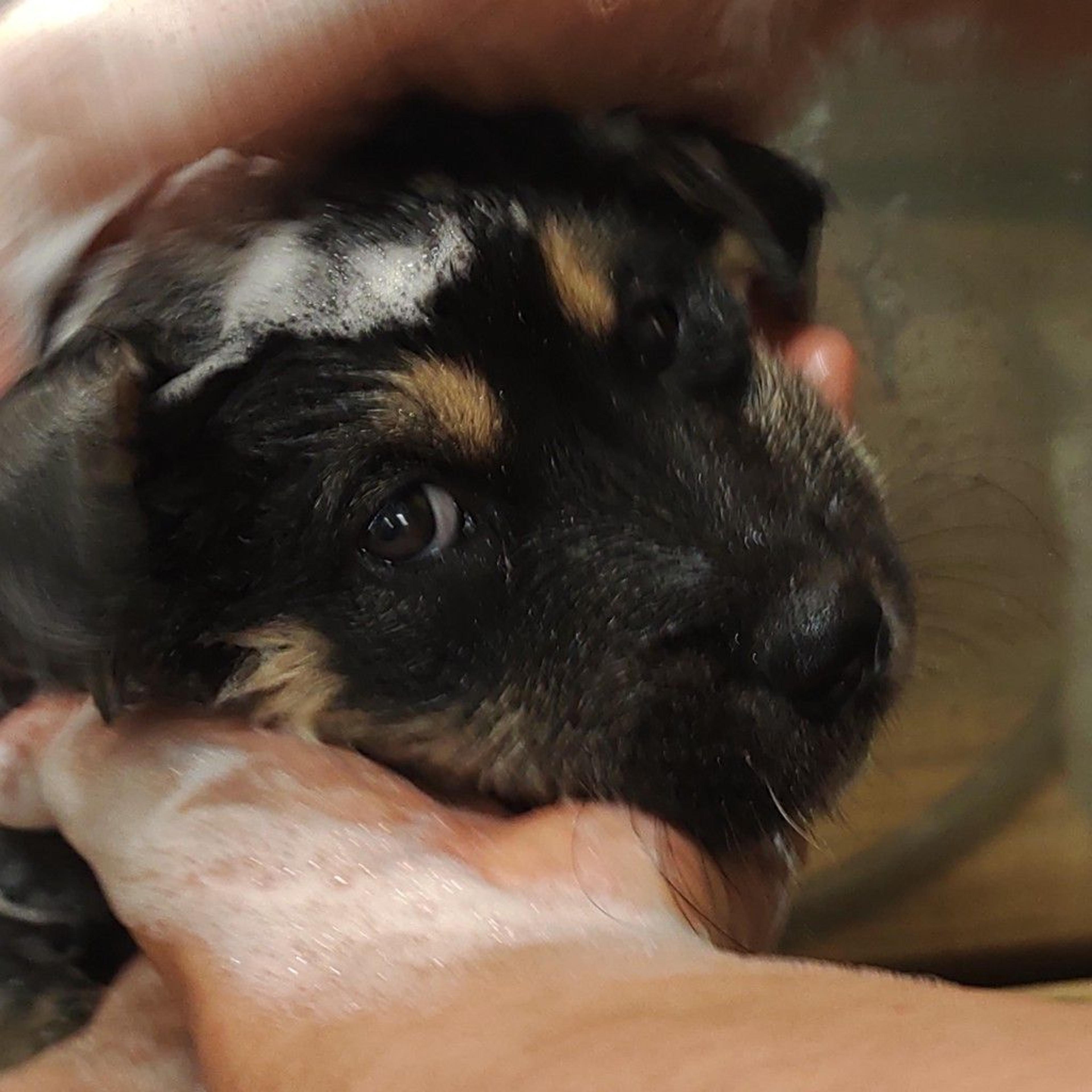 pet-image-4