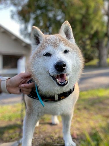 柴犬・オスの里親募集の写真