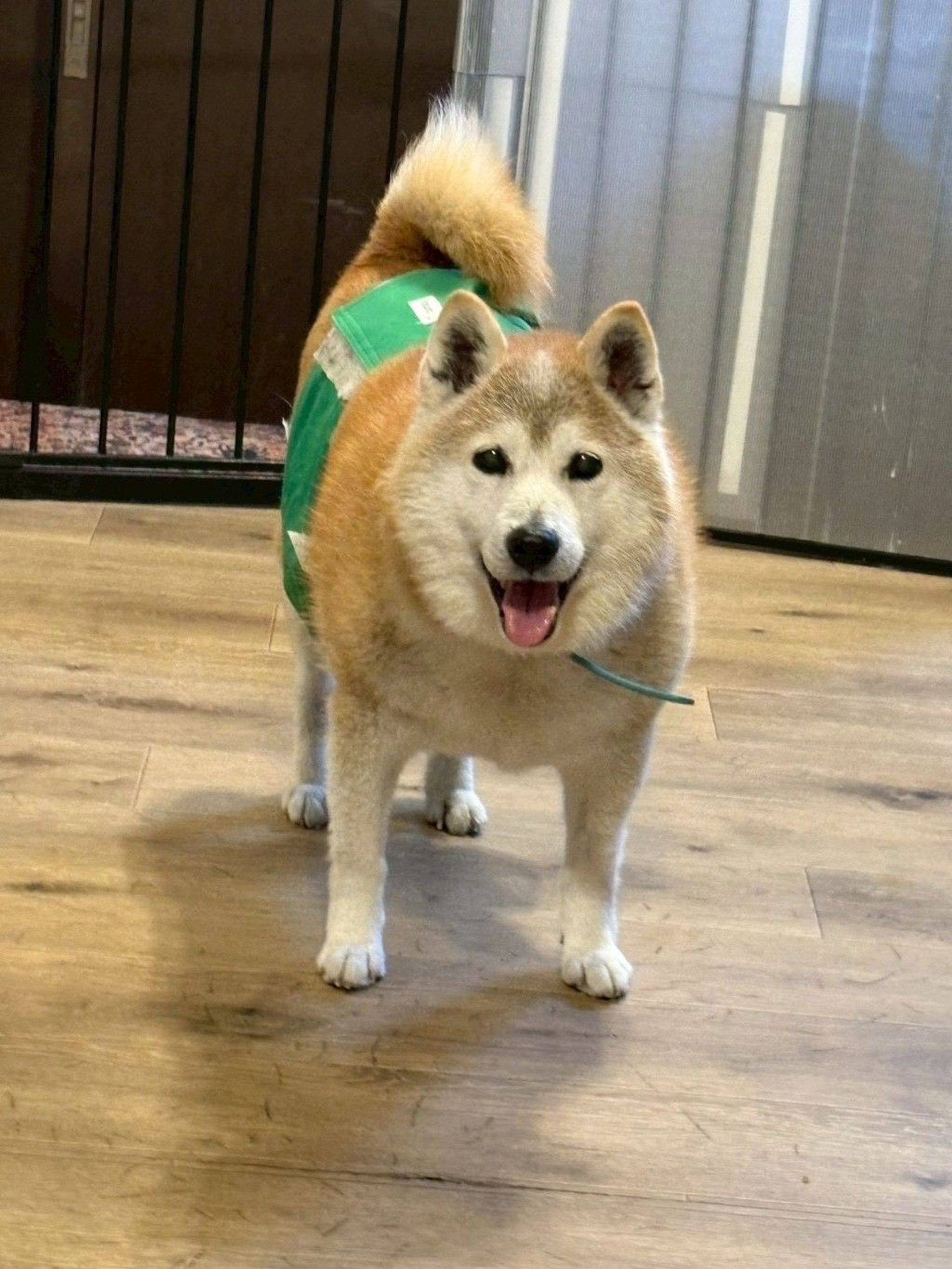 柴犬・オスの里親募集の写真