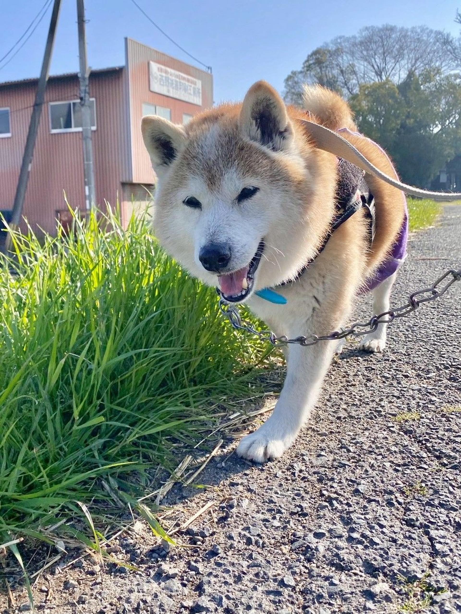 pet-image-4